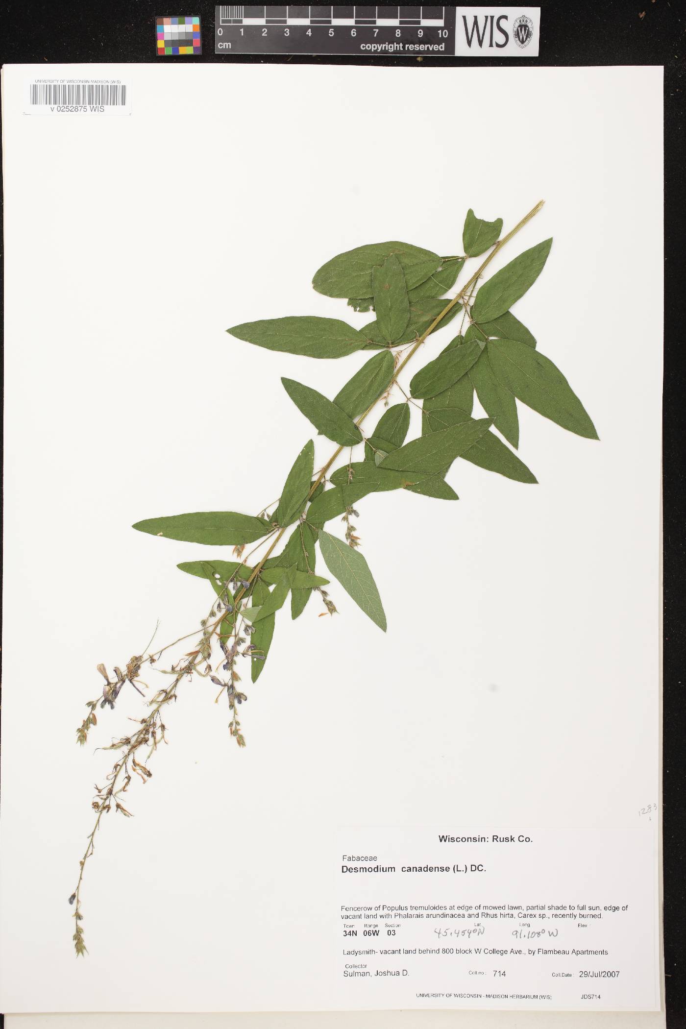 Desmodium canadense image