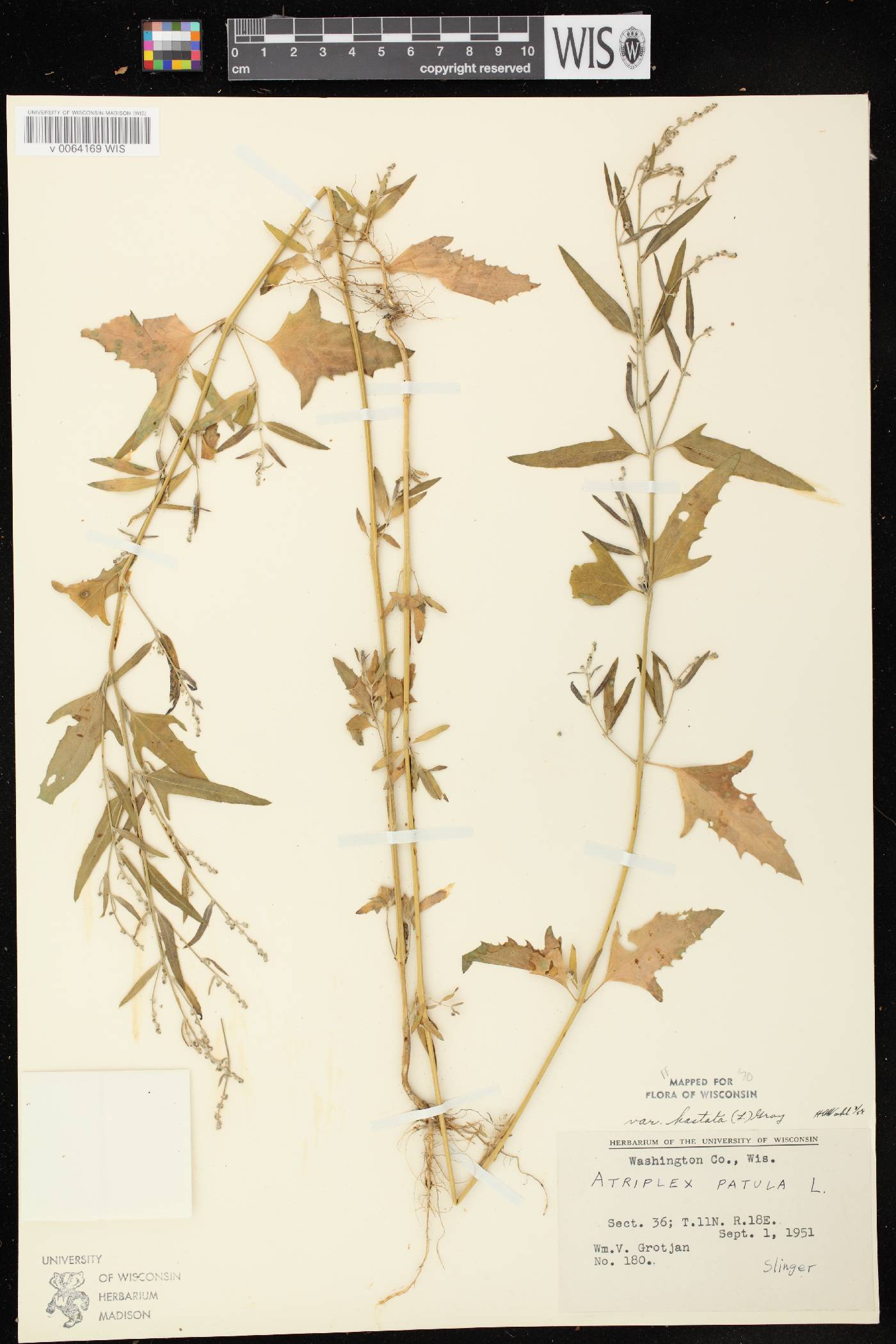 Atriplex prostrata image