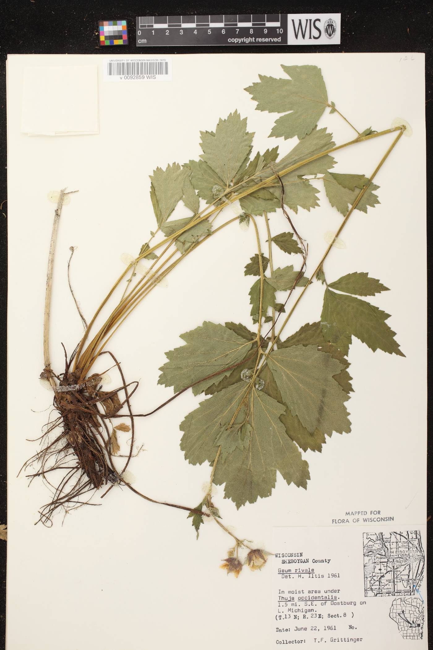 Geum rivale image