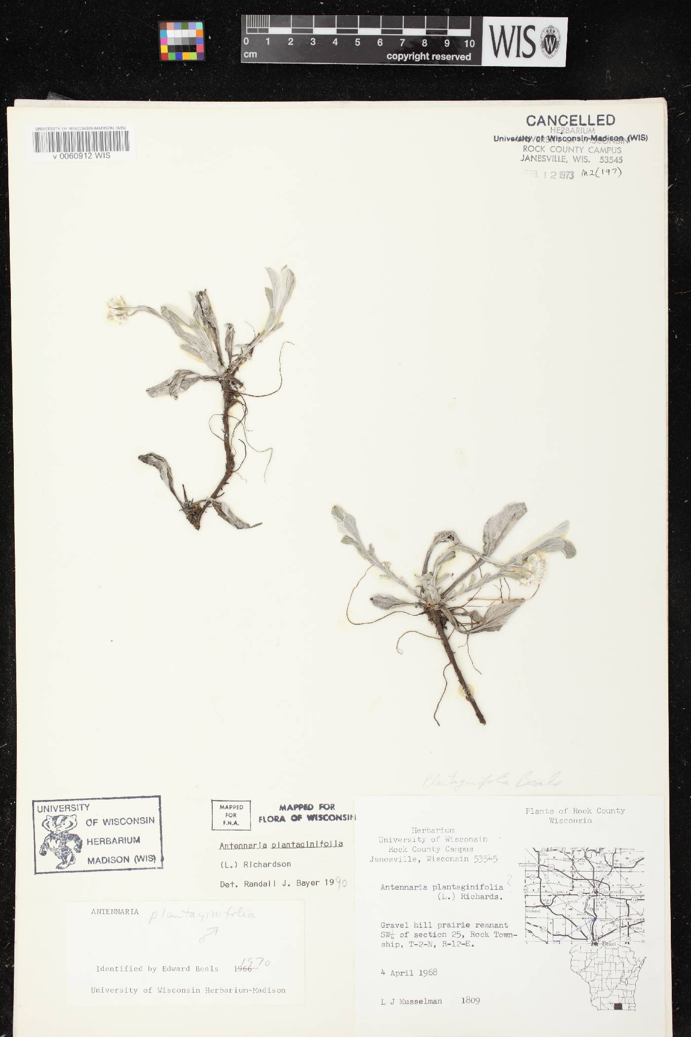 Antennaria plantaginifolia image