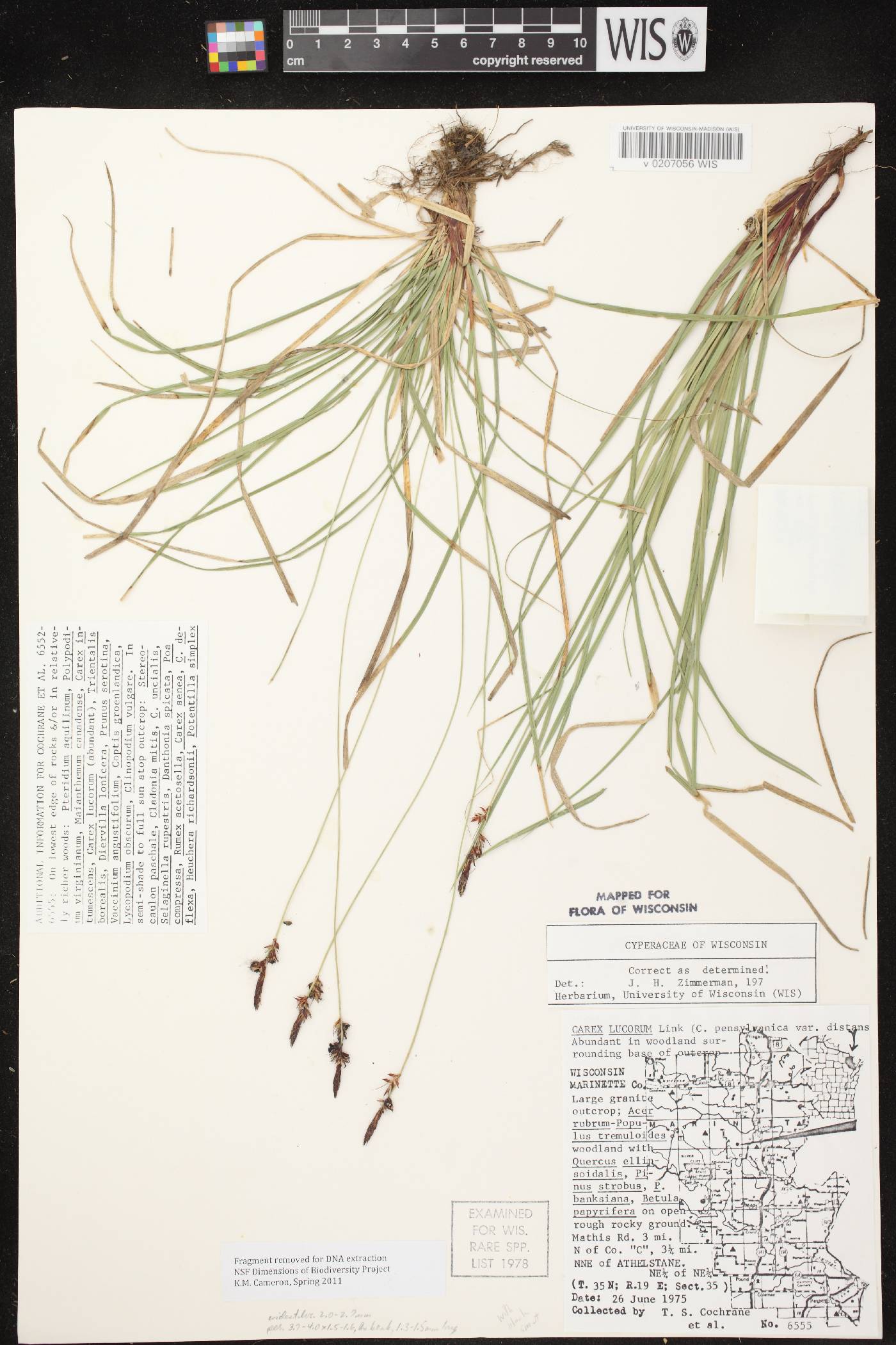 Carex lucorum image
