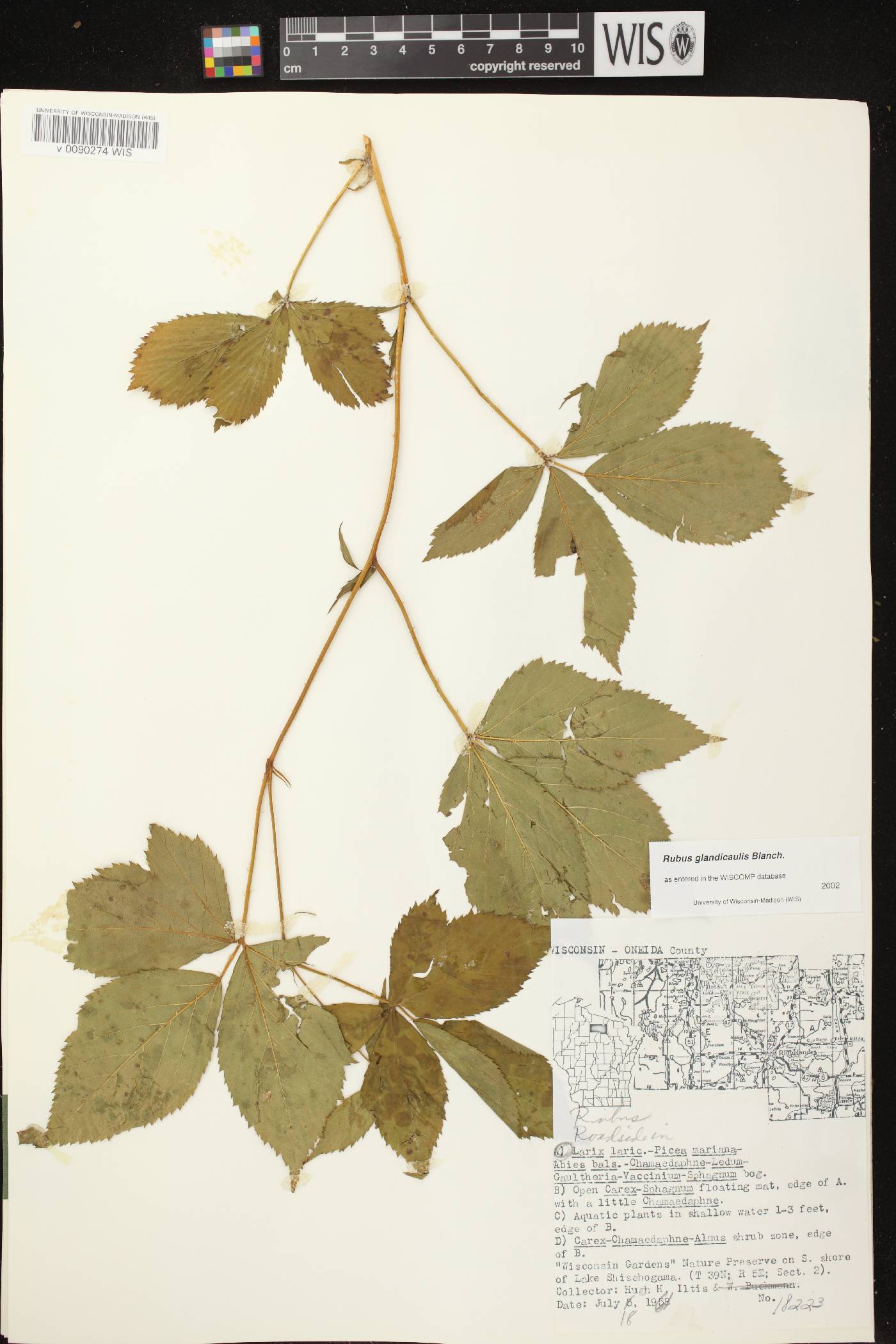 Rubus allegheniensis image