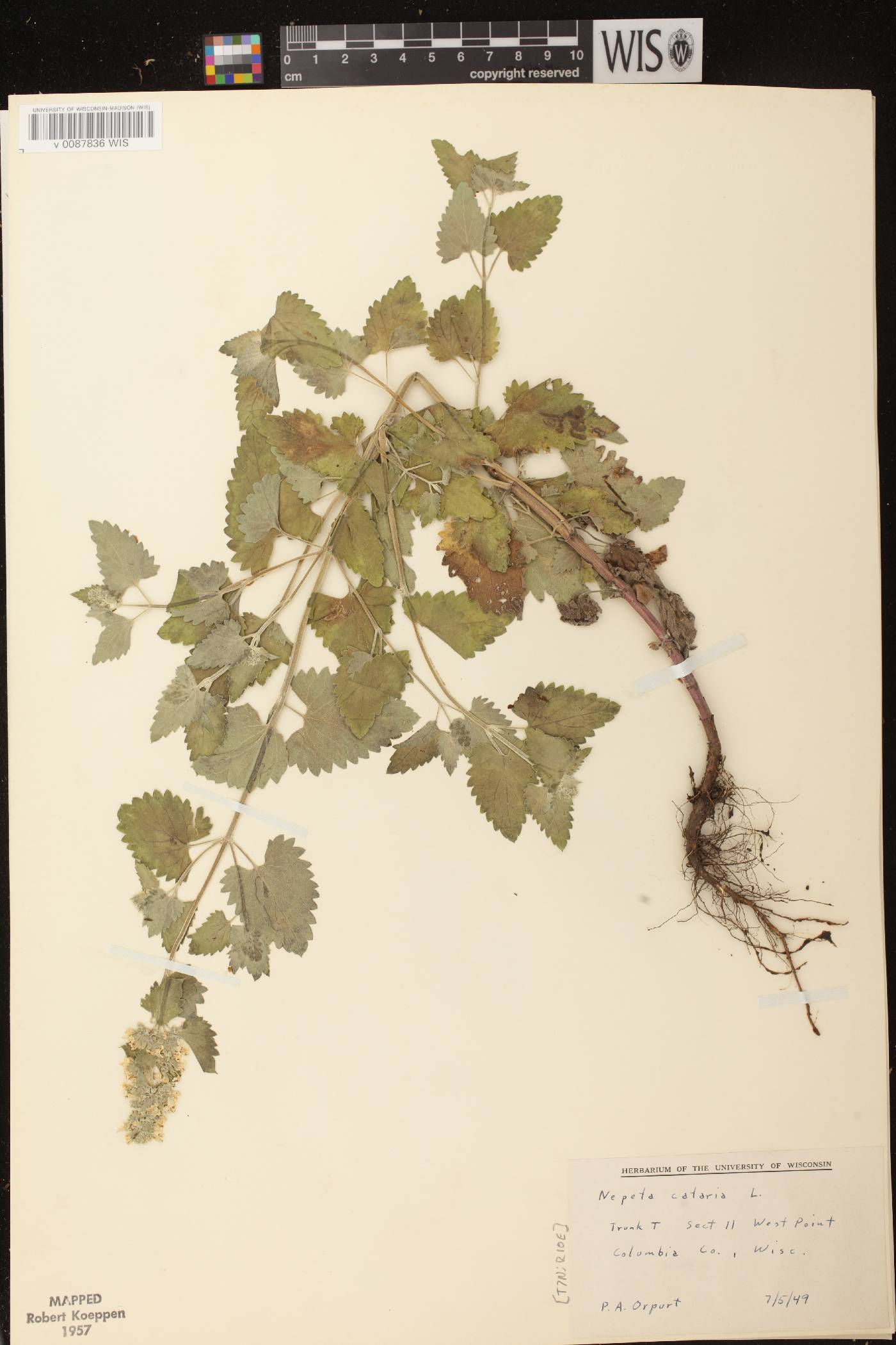 Nepeta cataria image