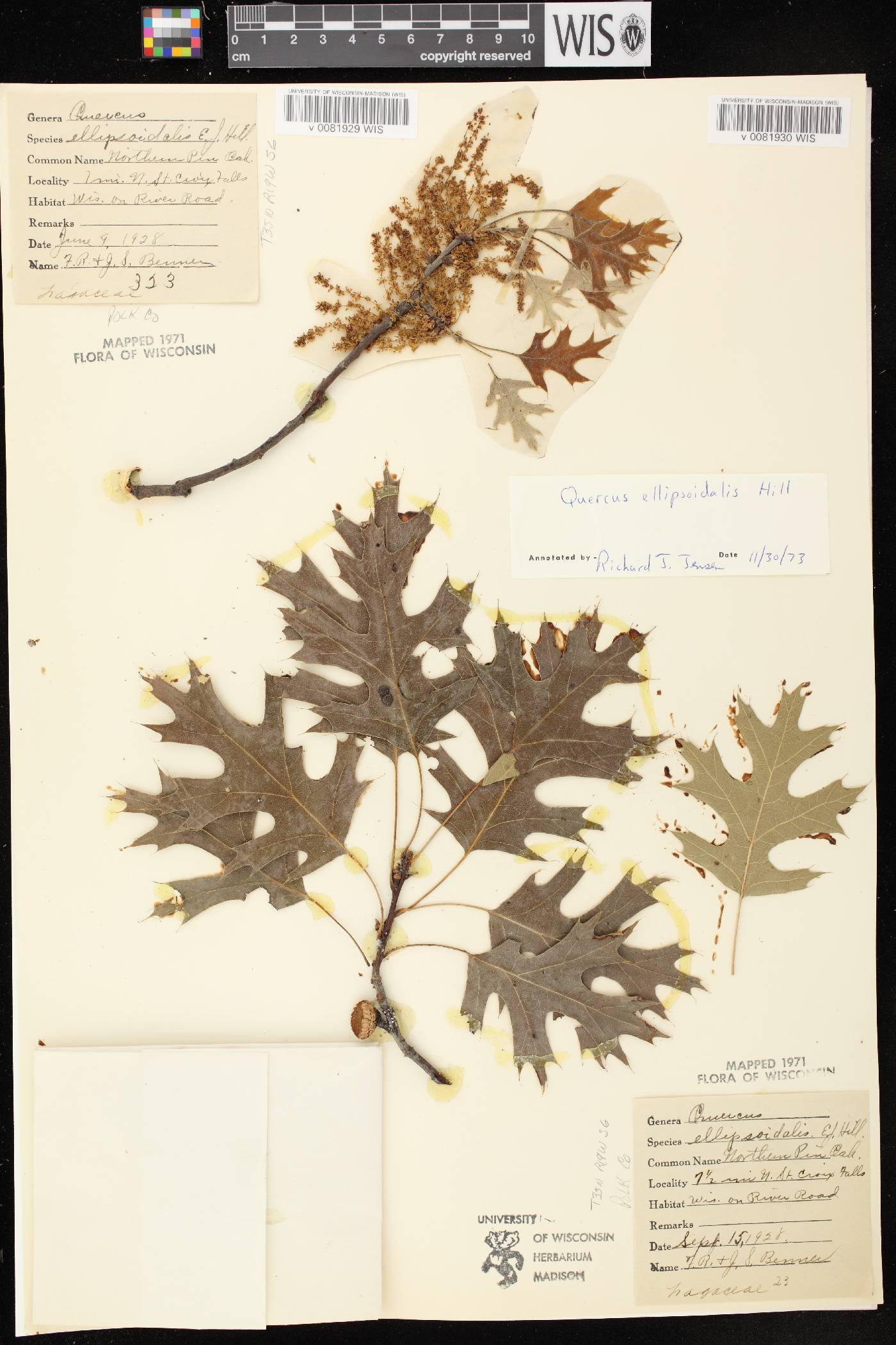 Quercus ellipsoidalis image