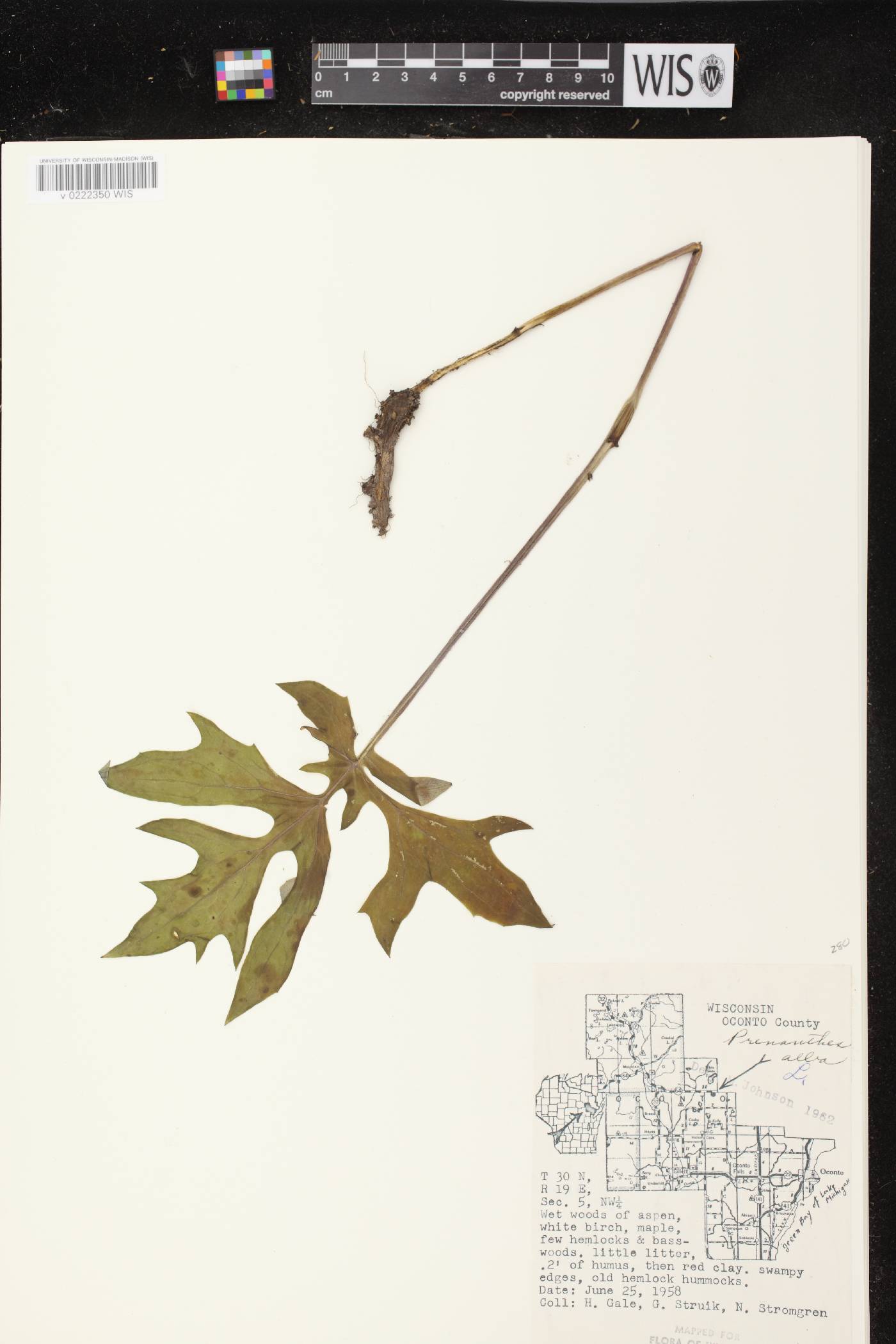 Prenanthes alba image