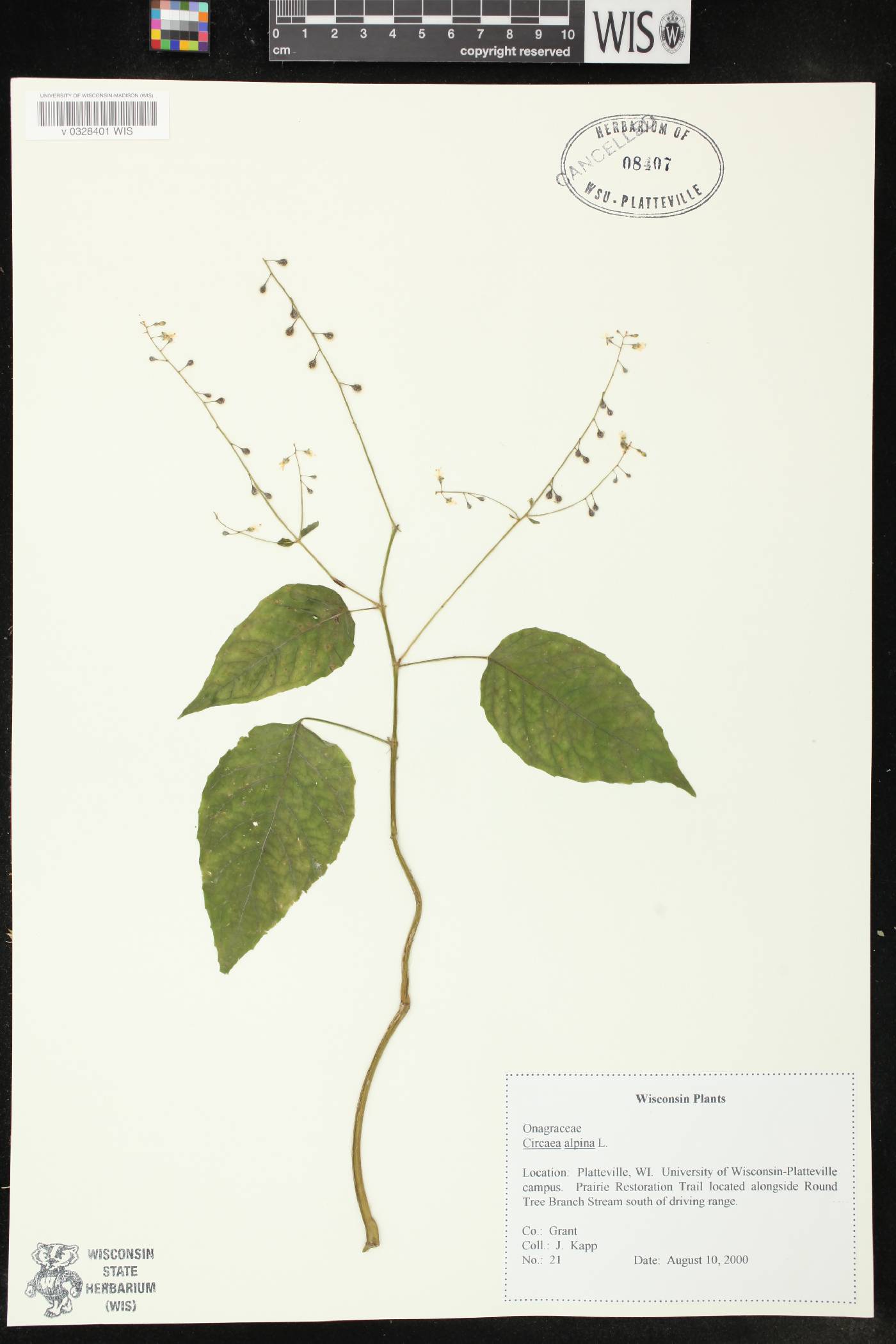 Circaea alpina subsp. alpina image