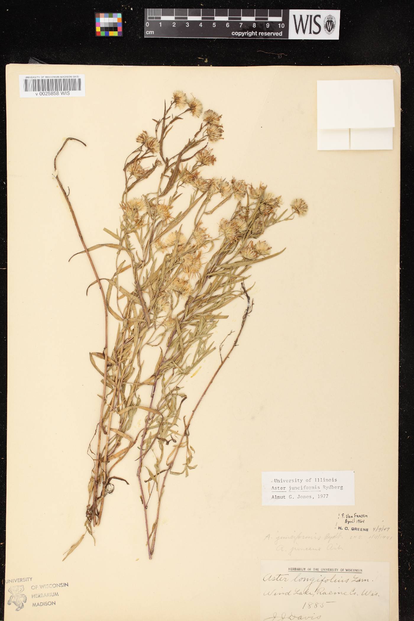 Symphyotrichum boreale image