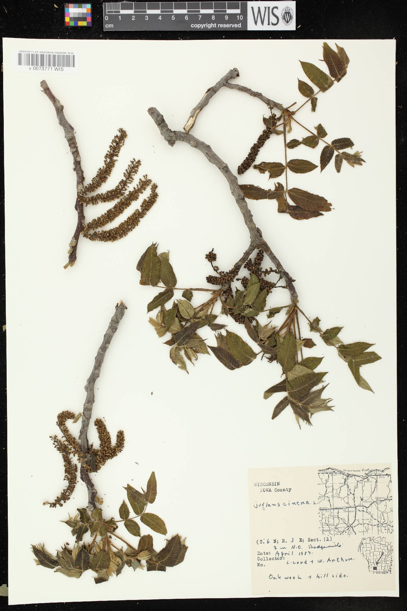Juglans cinerea image
