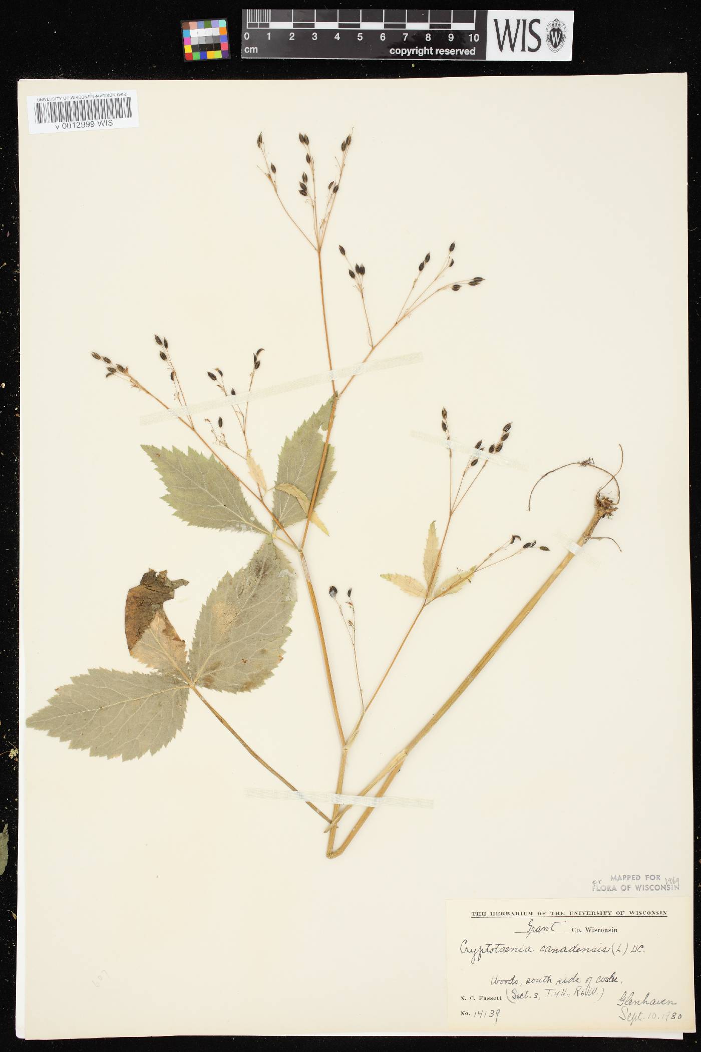 Cryptotaenia canadensis image
