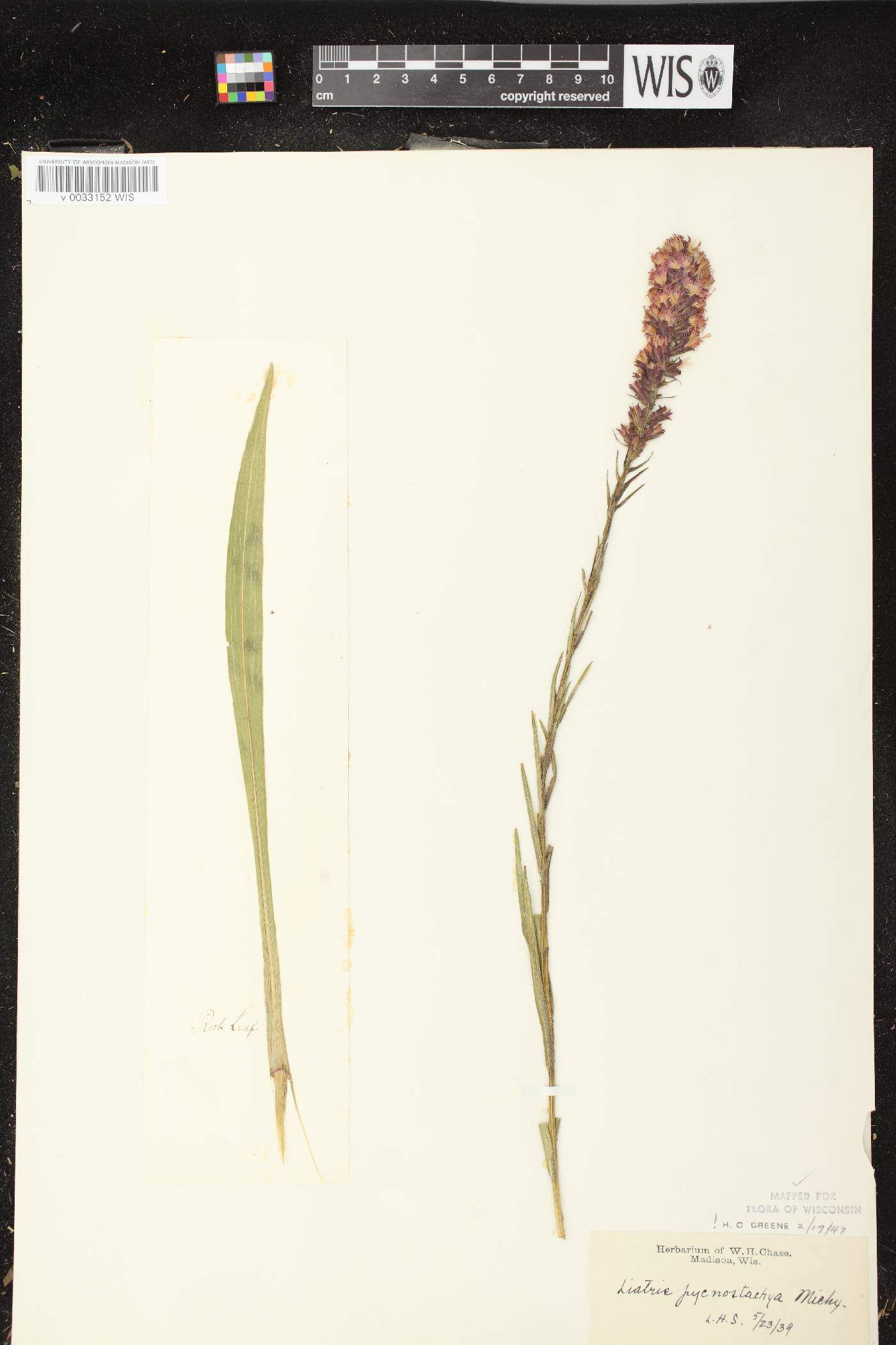 Liatris pycnostachya image