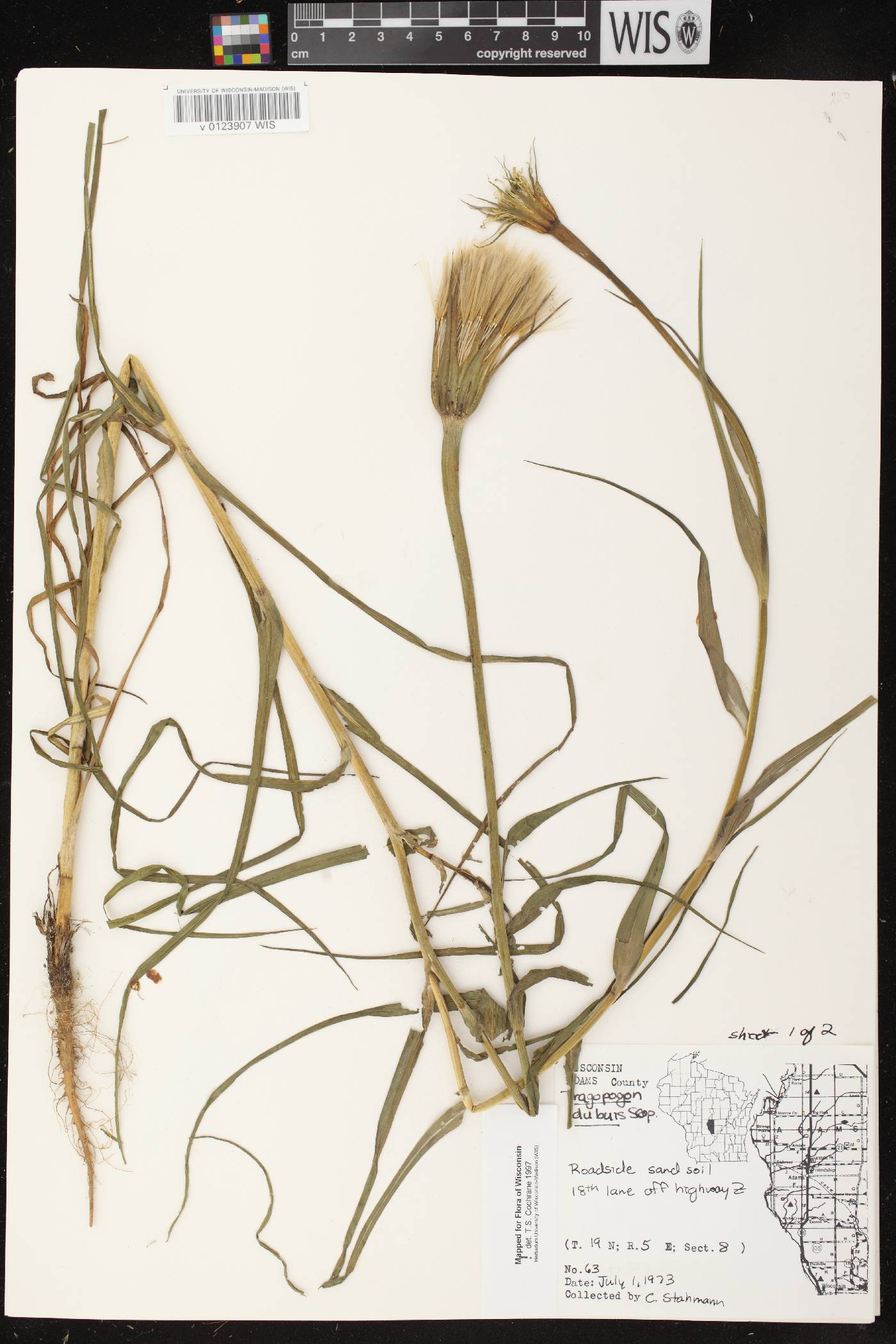 Tragopogon dubius image