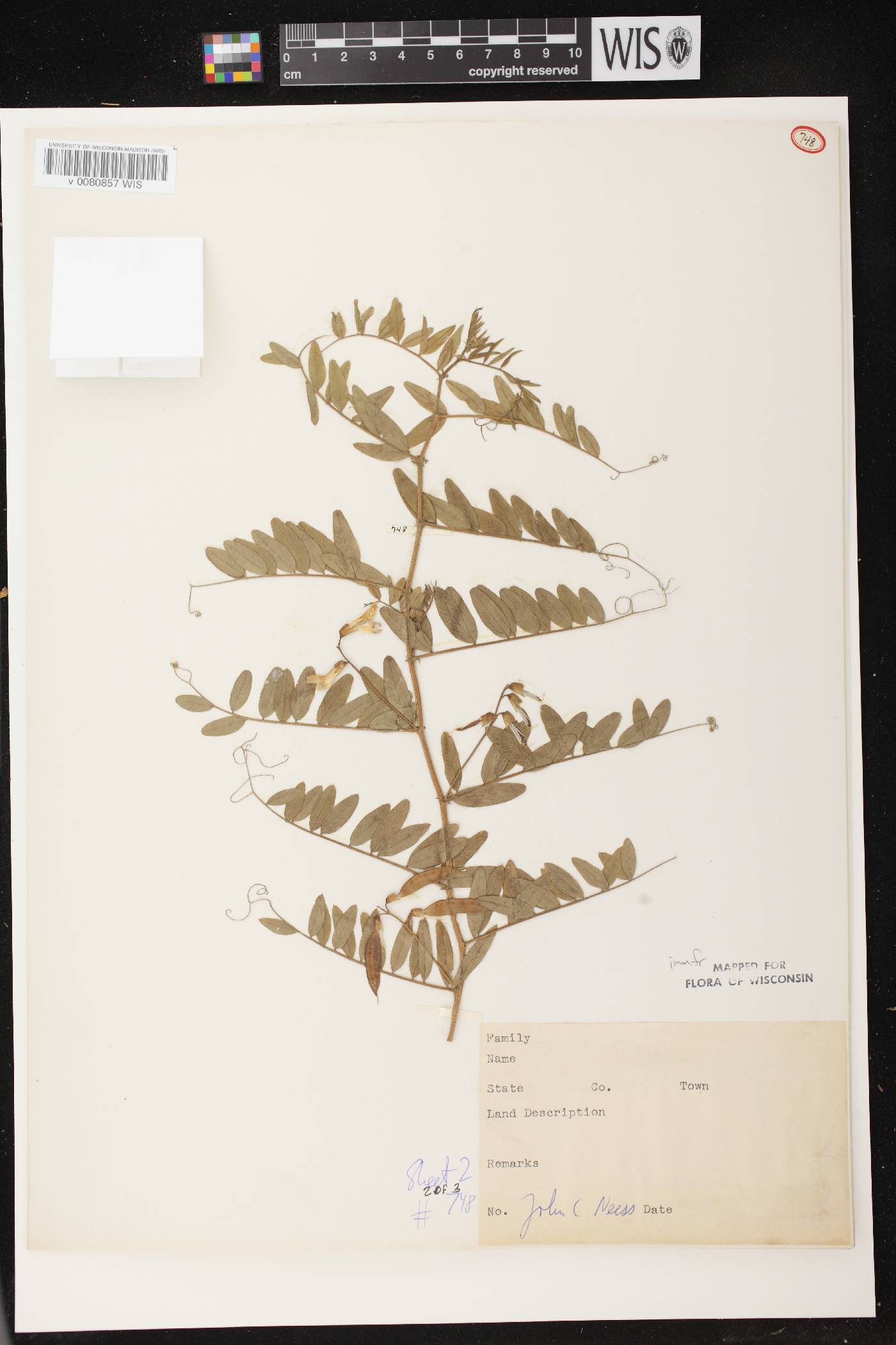 Vicia americana image
