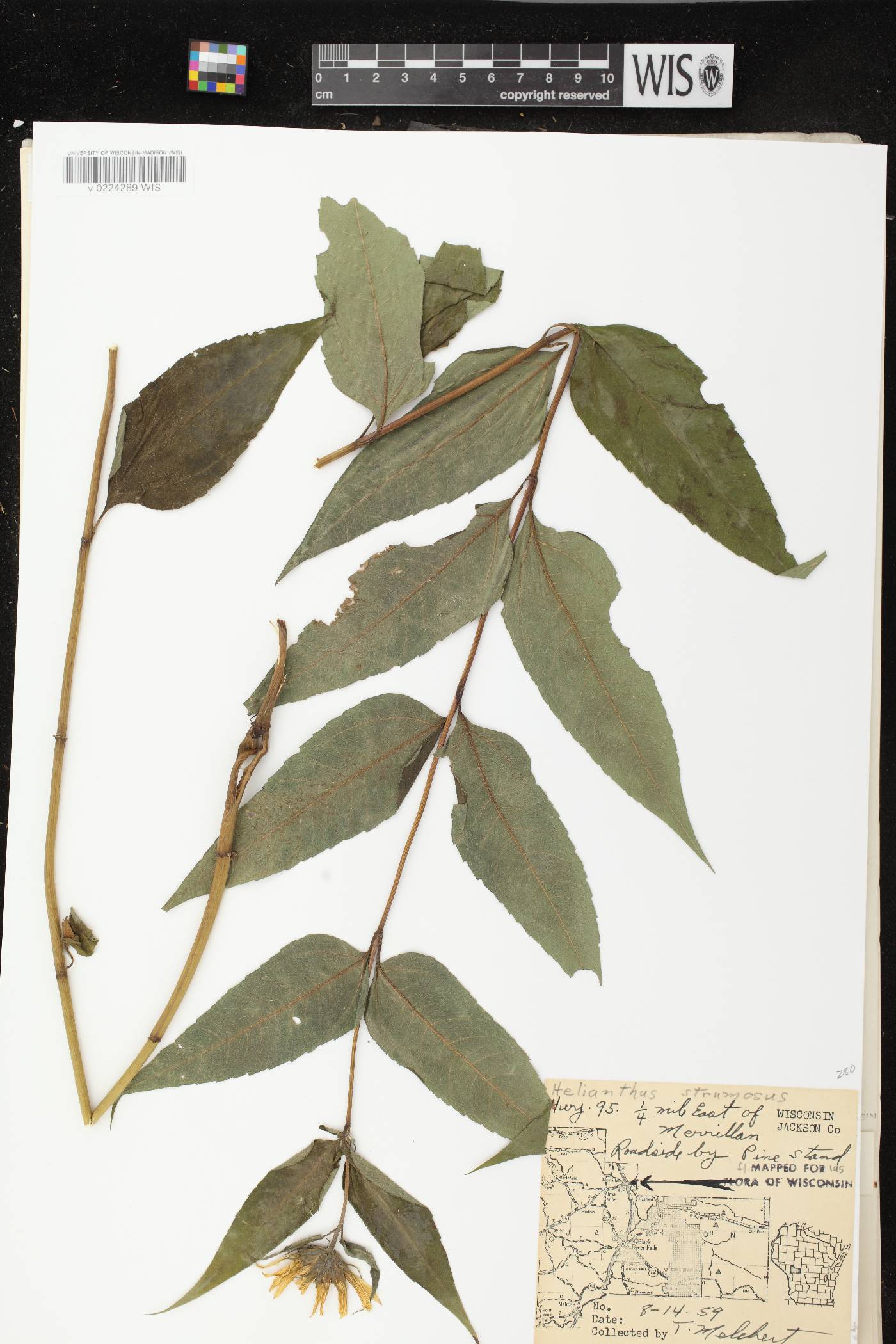 Helianthus strumosus image
