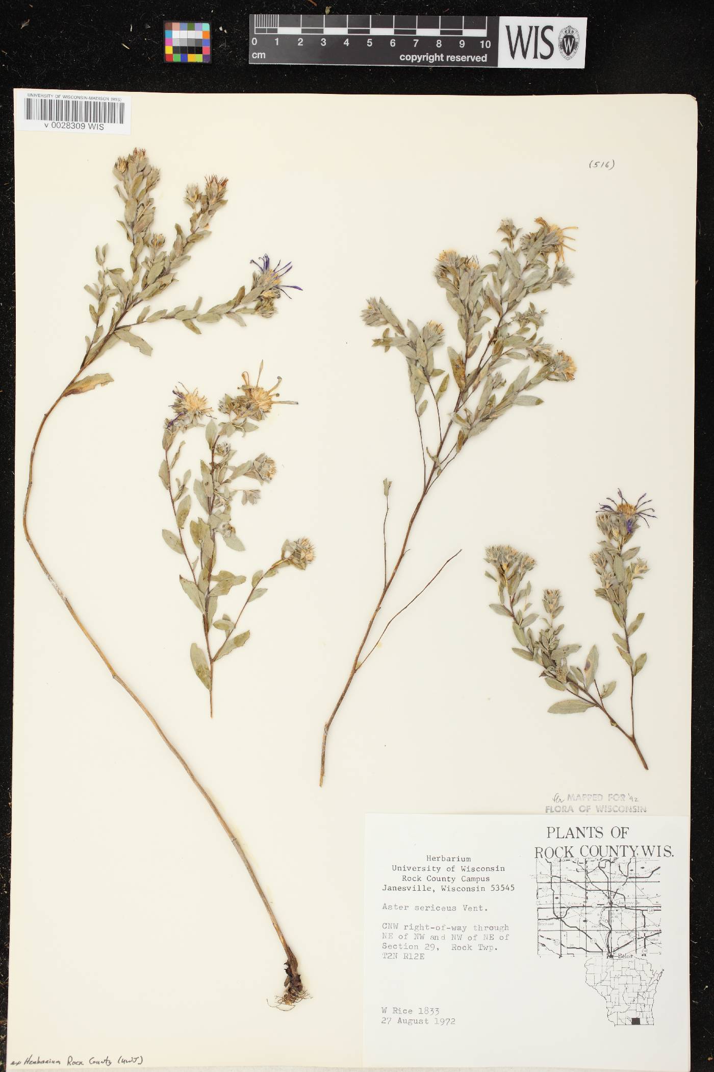 Symphyotrichum sericeum image