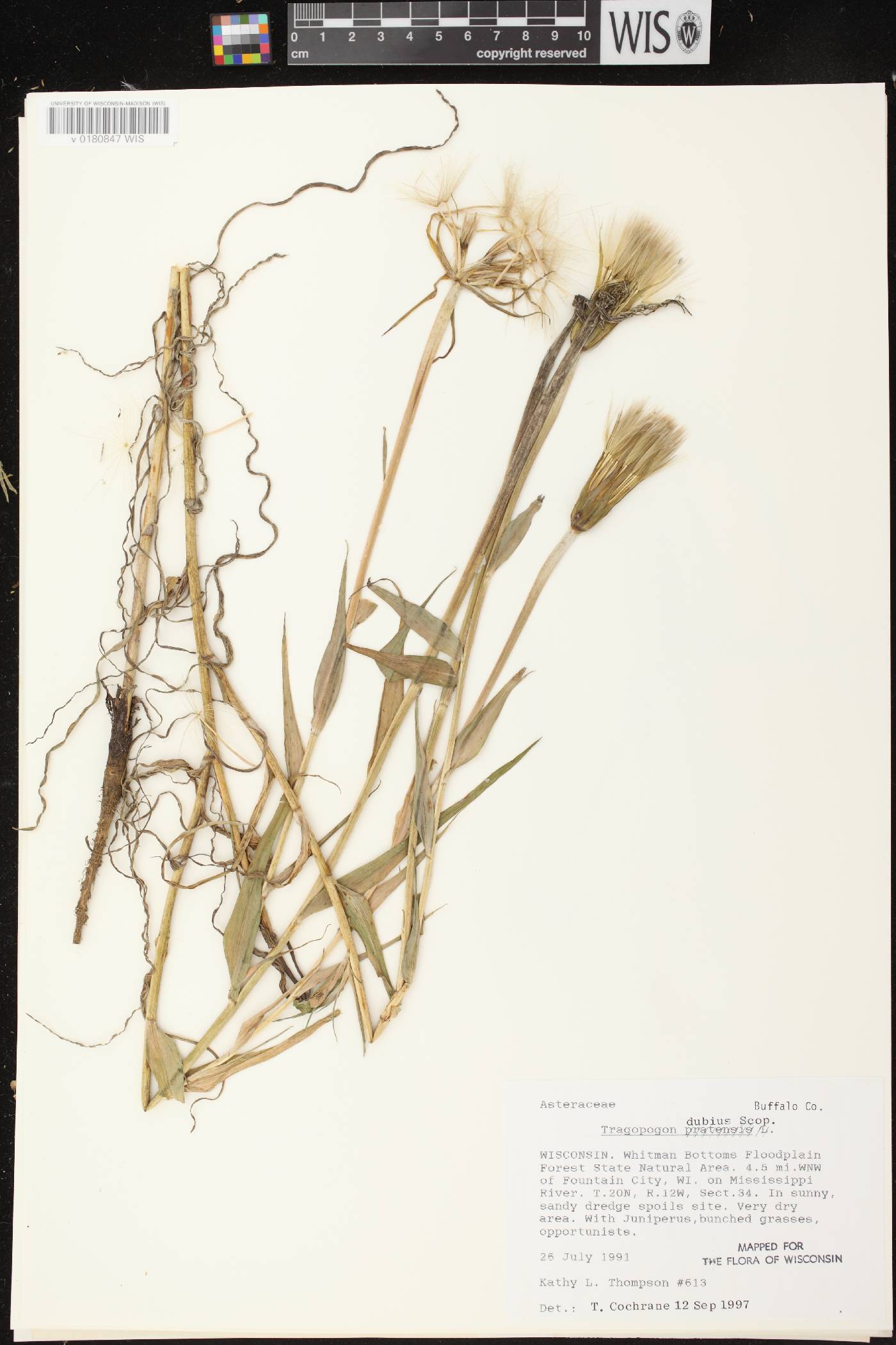 Tragopogon dubius image
