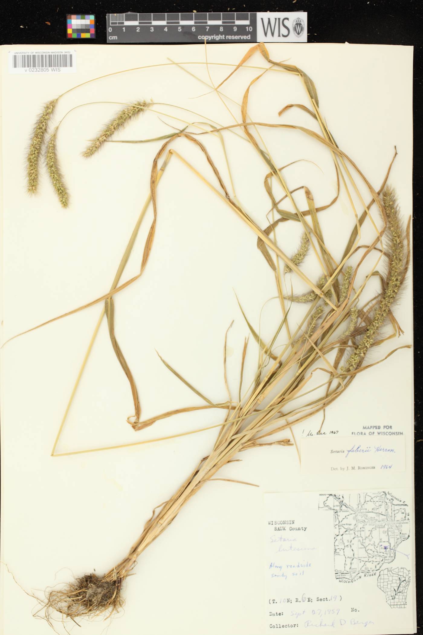 Setaria faberi image