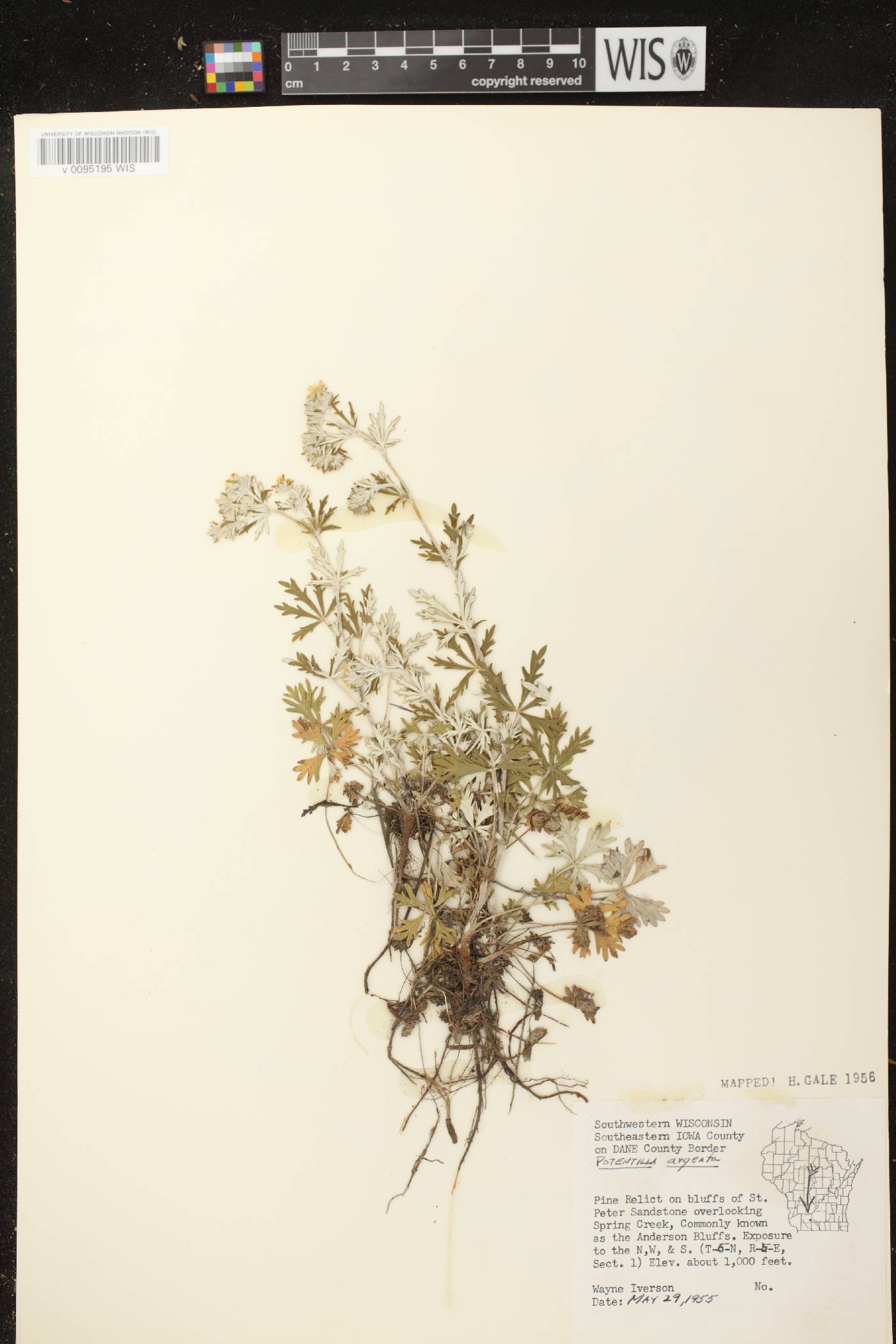 Potentilla argentea image