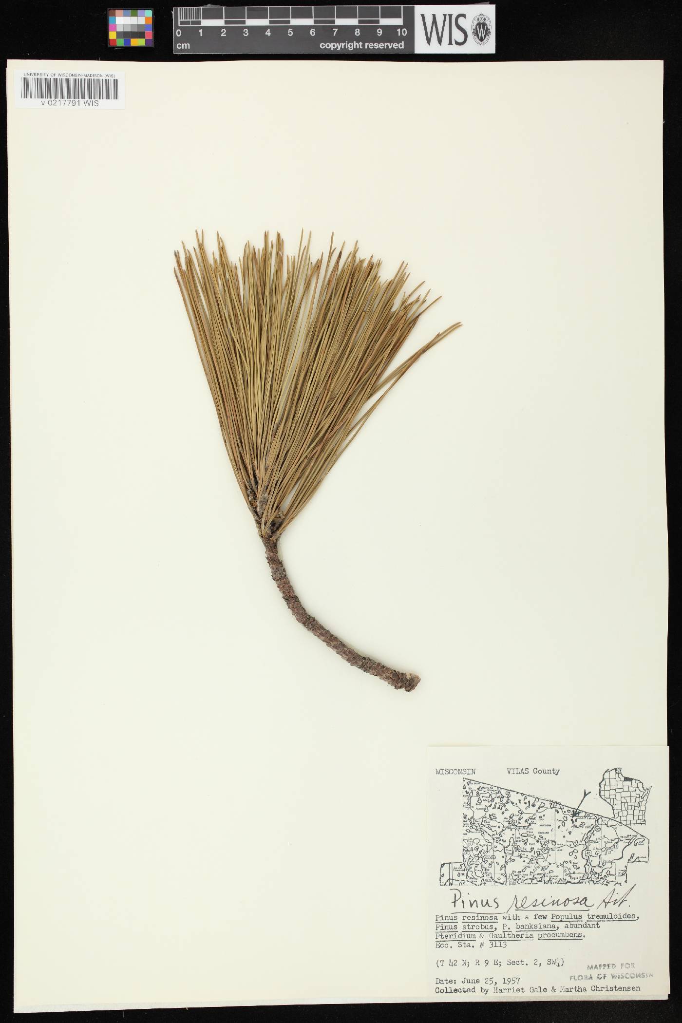 Pinus resinosa image