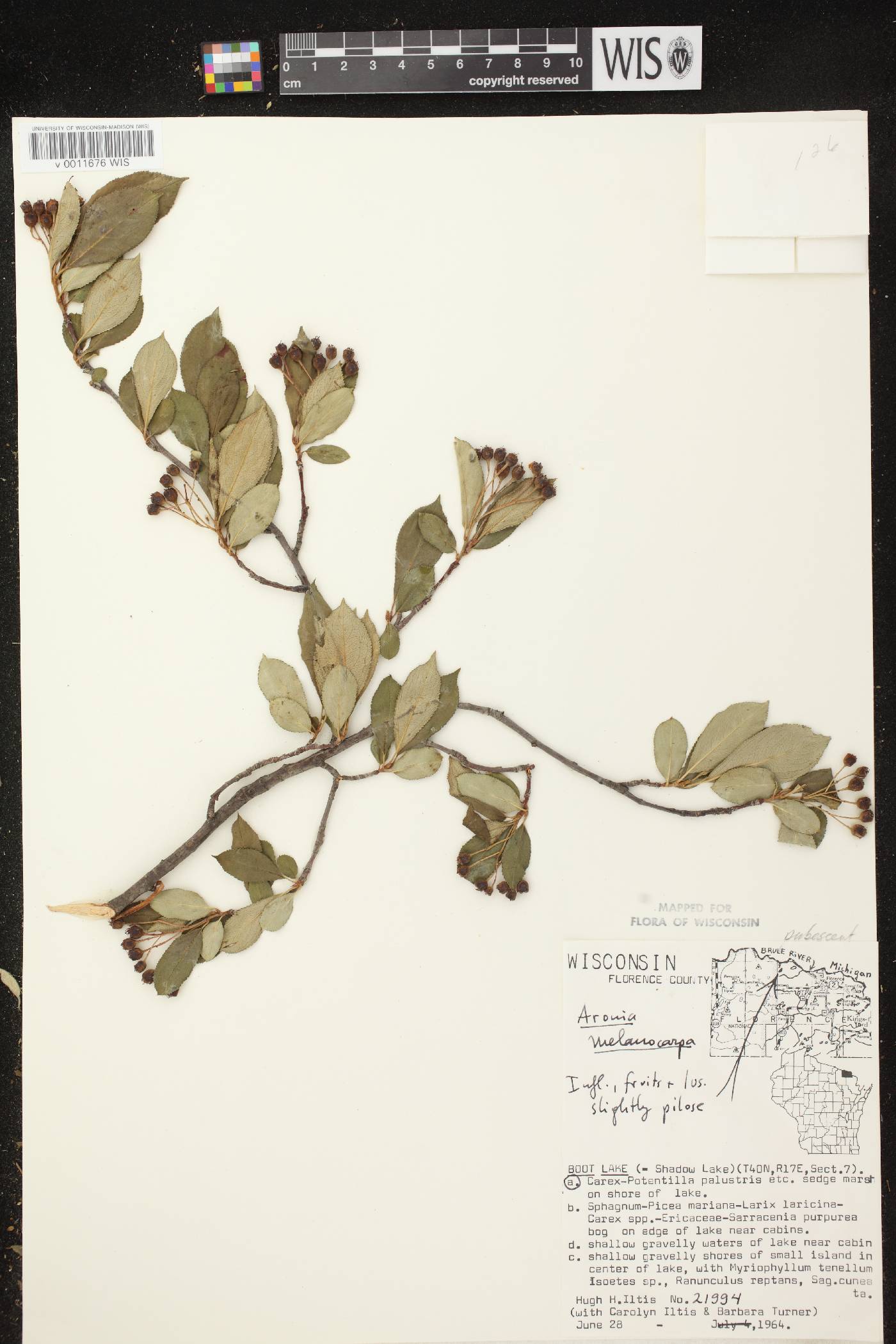 Aronia x prunifolia image
