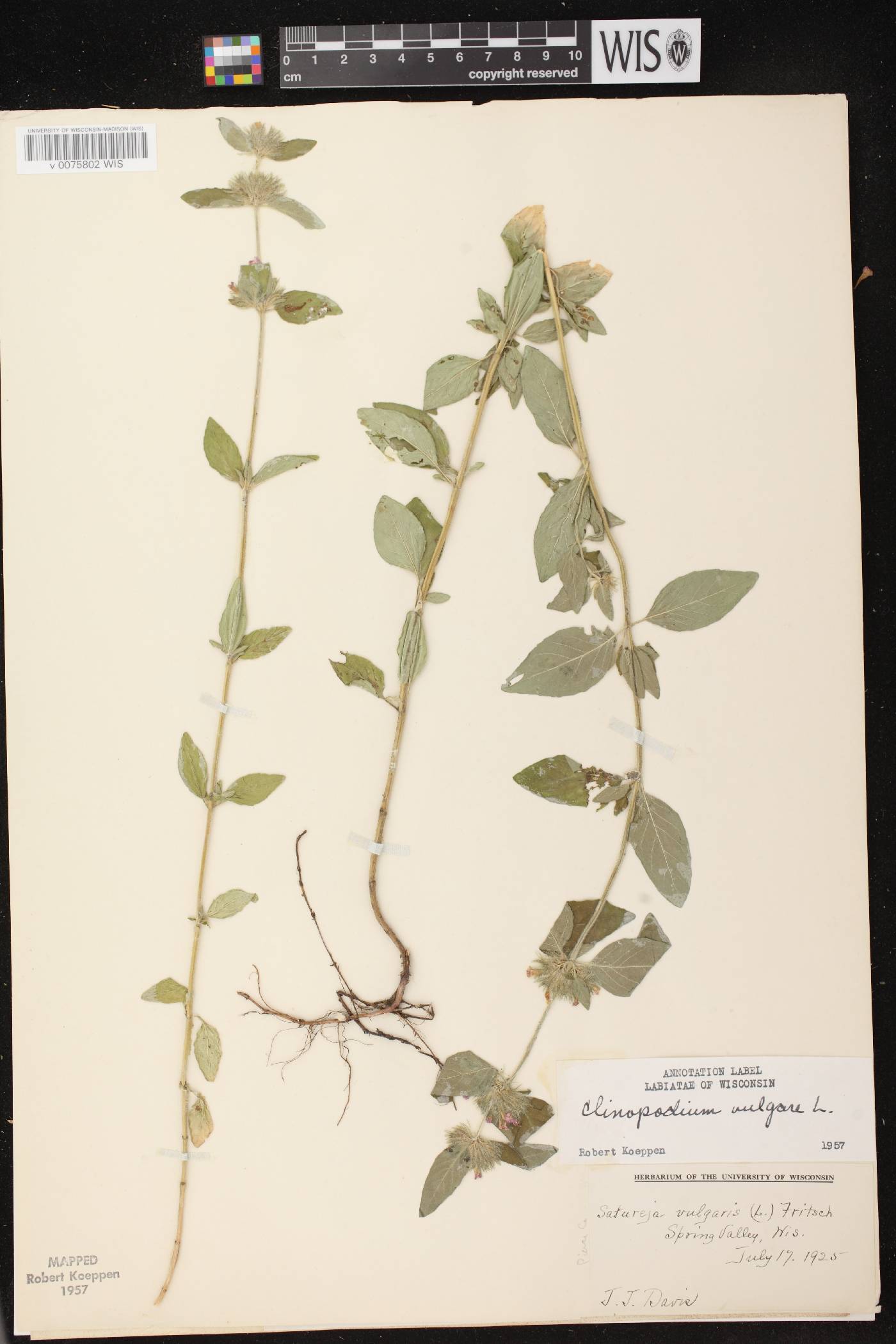 Clinopodium vulgare image