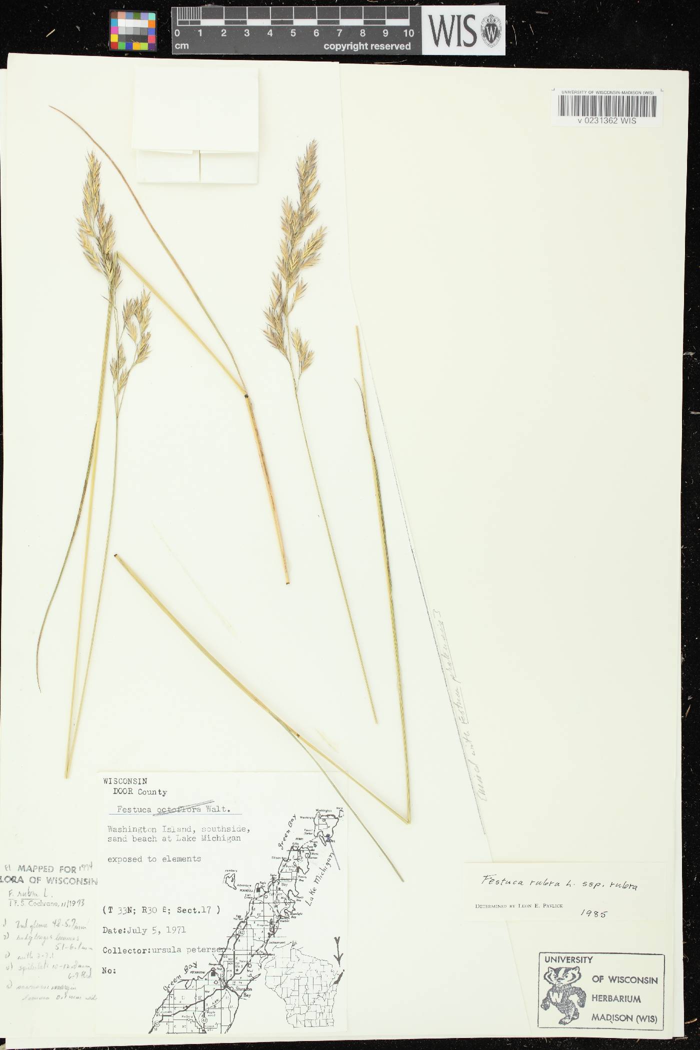 Festuca rubra subsp. rubra image