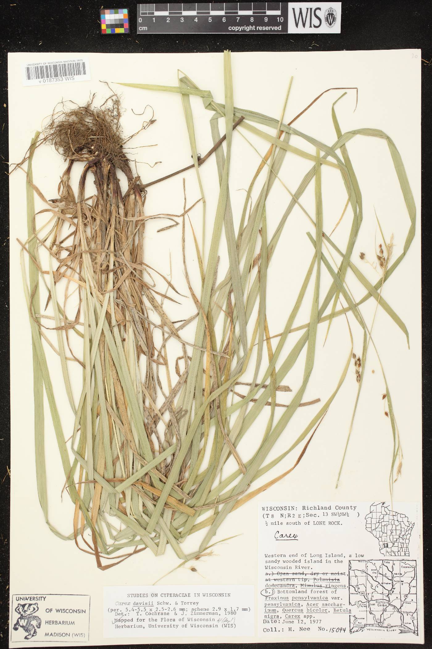 Carex davisii image