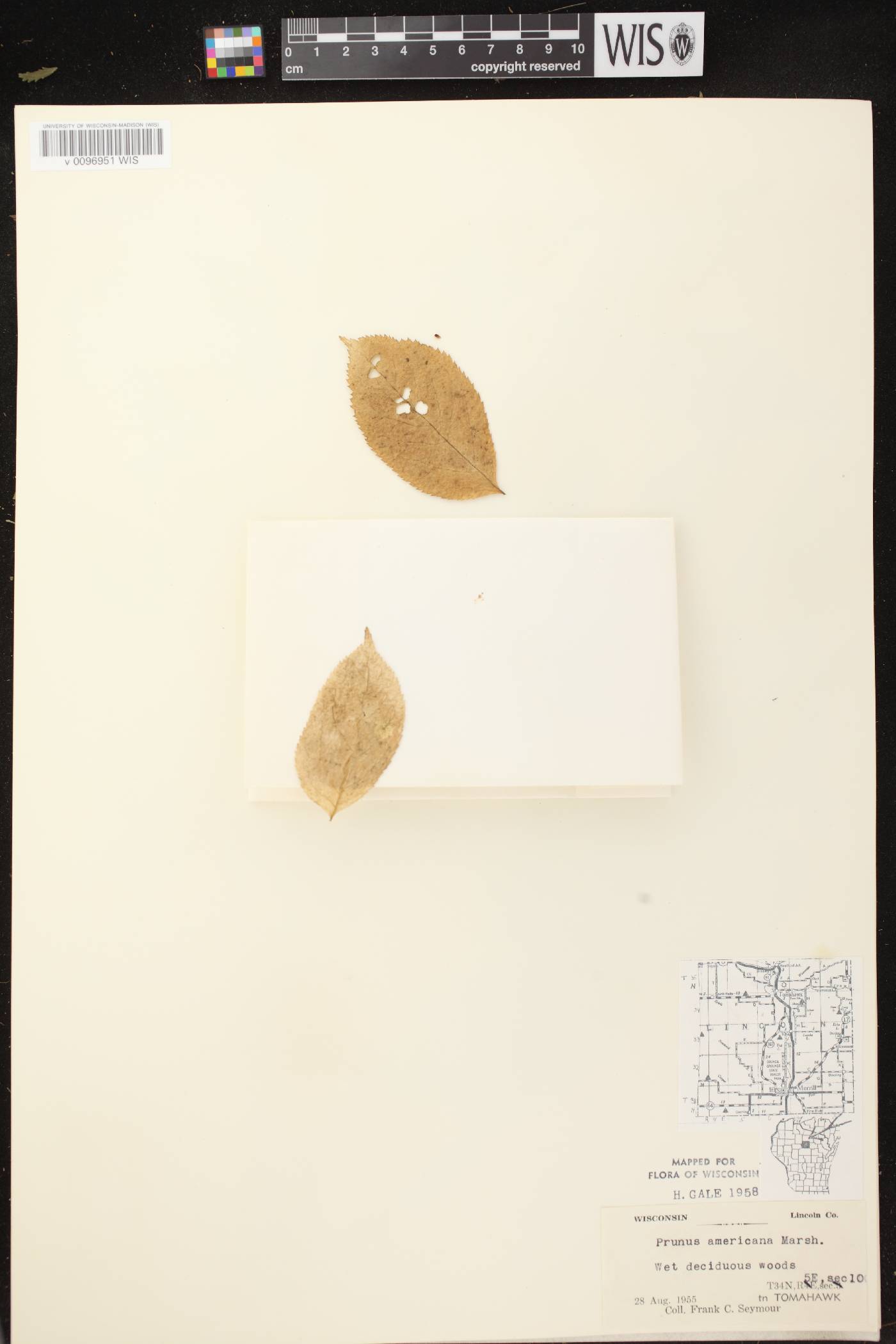 Prunus americana image