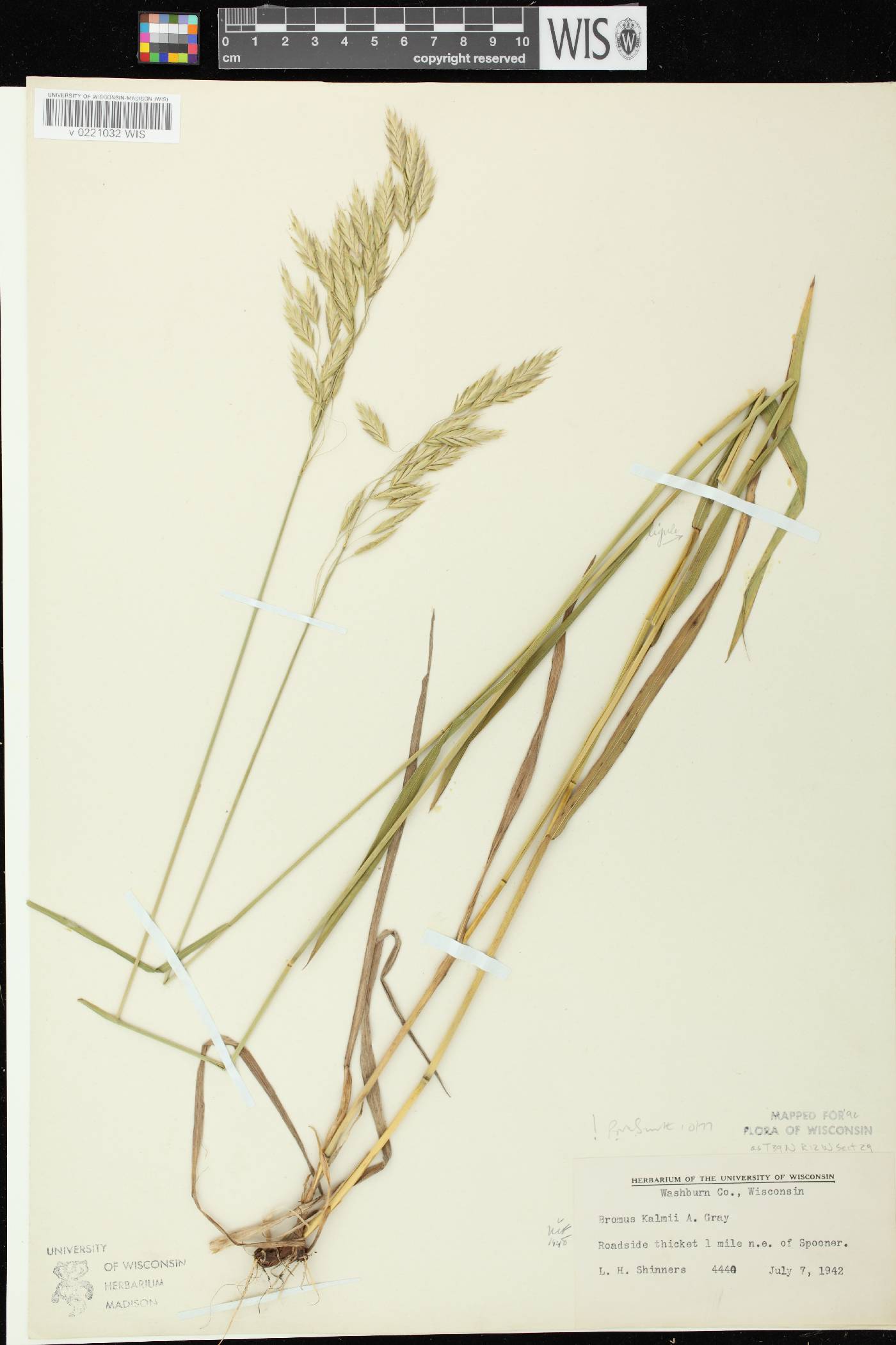 Bromus kalmii image