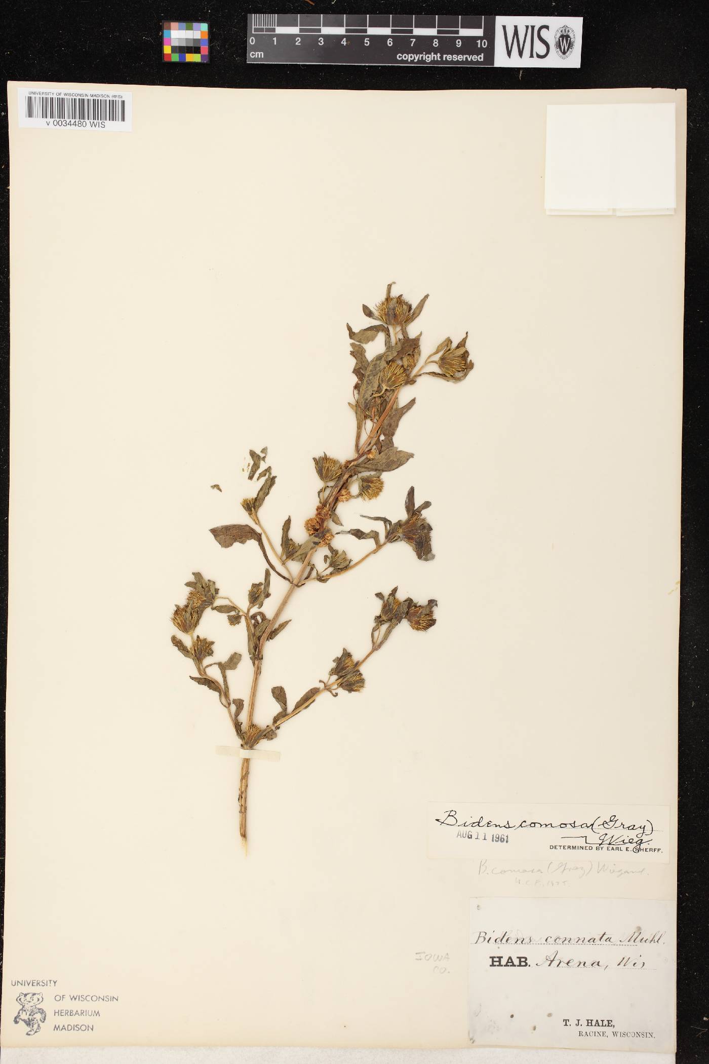 Bidens tripartita image