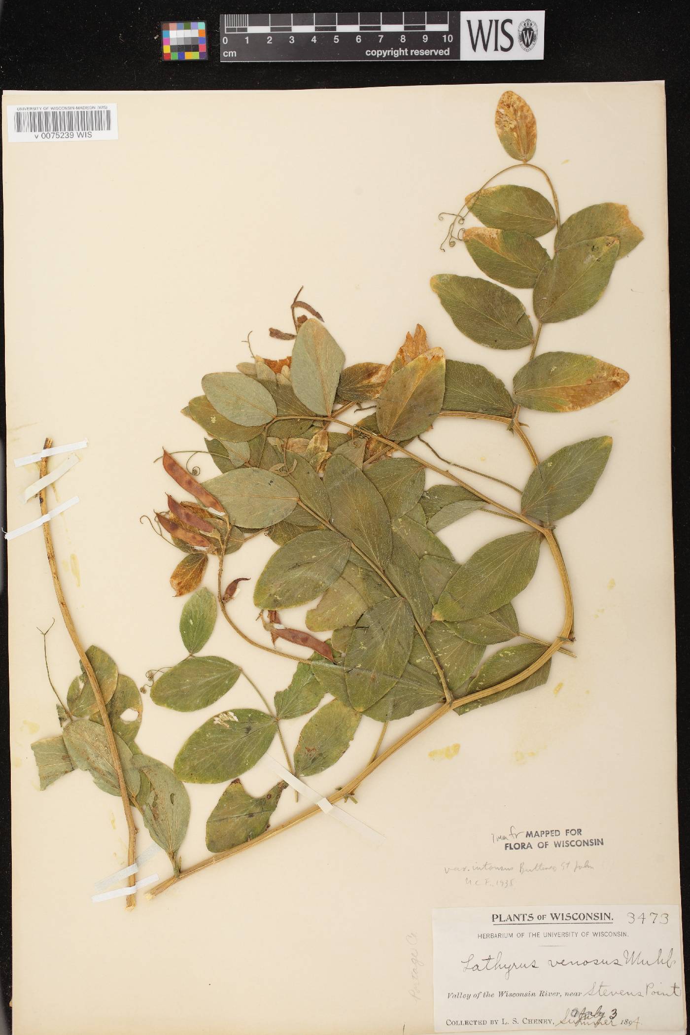 Lathyrus venosus image