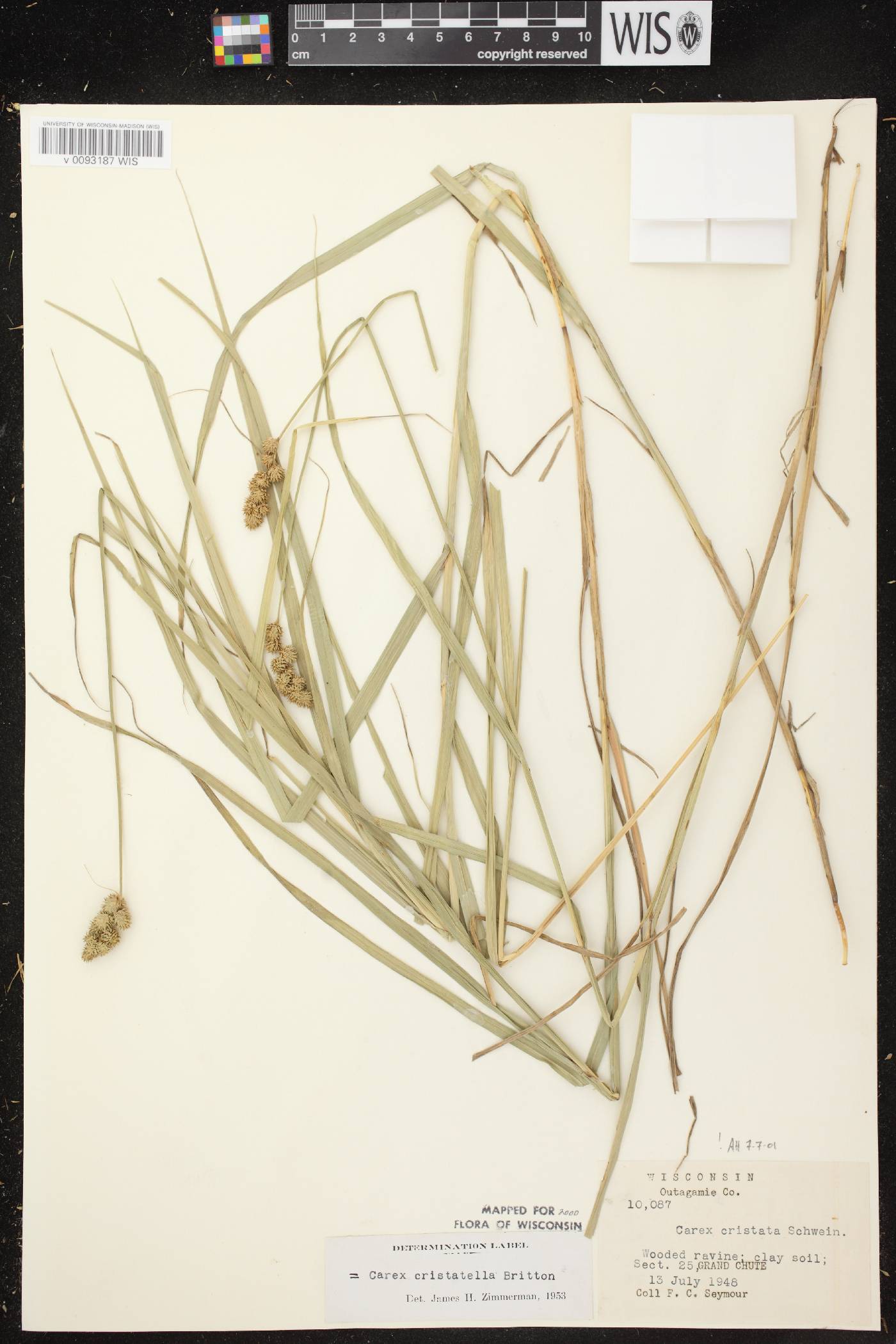 Carex cristatella image