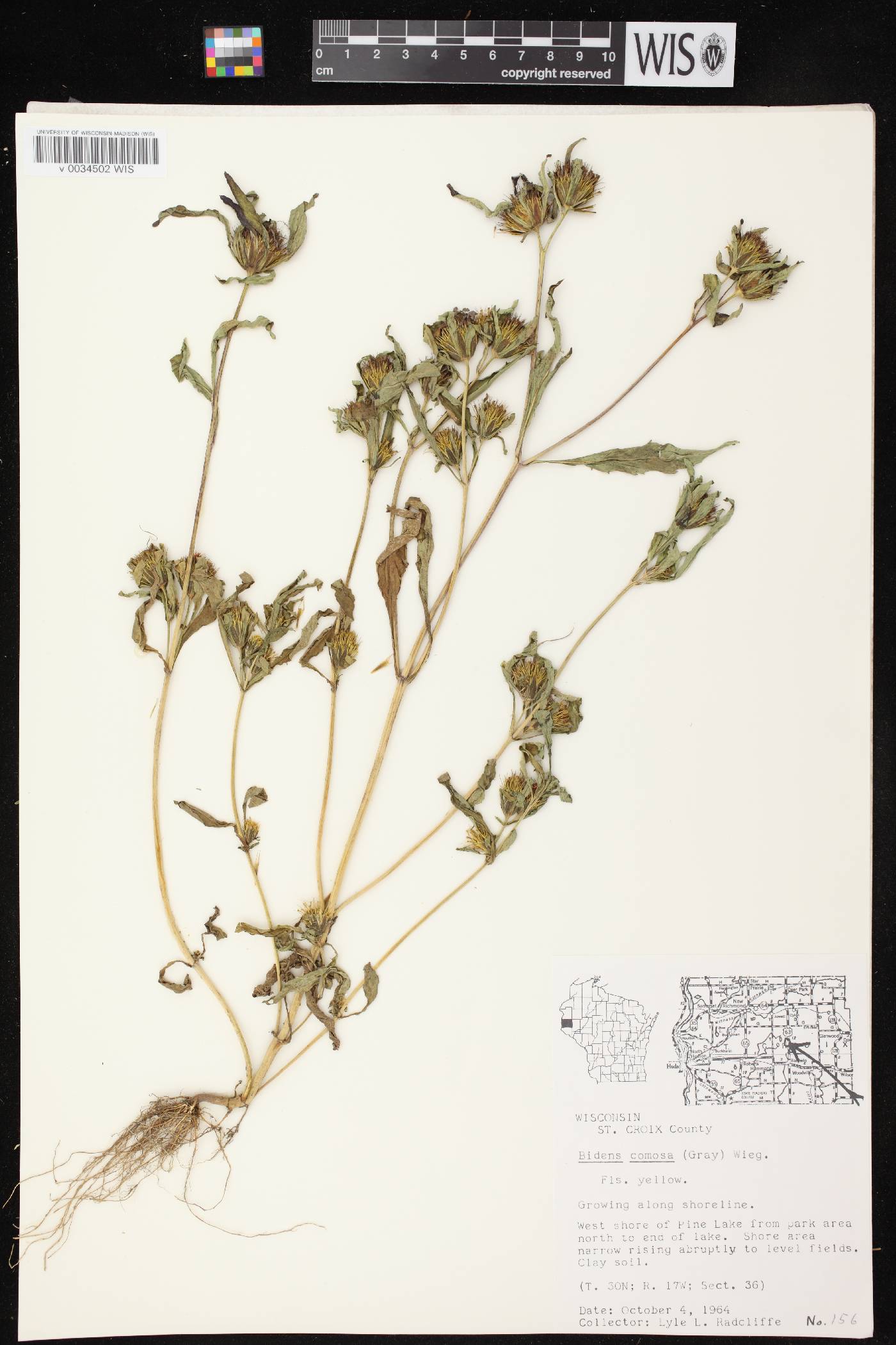 Bidens tripartita image