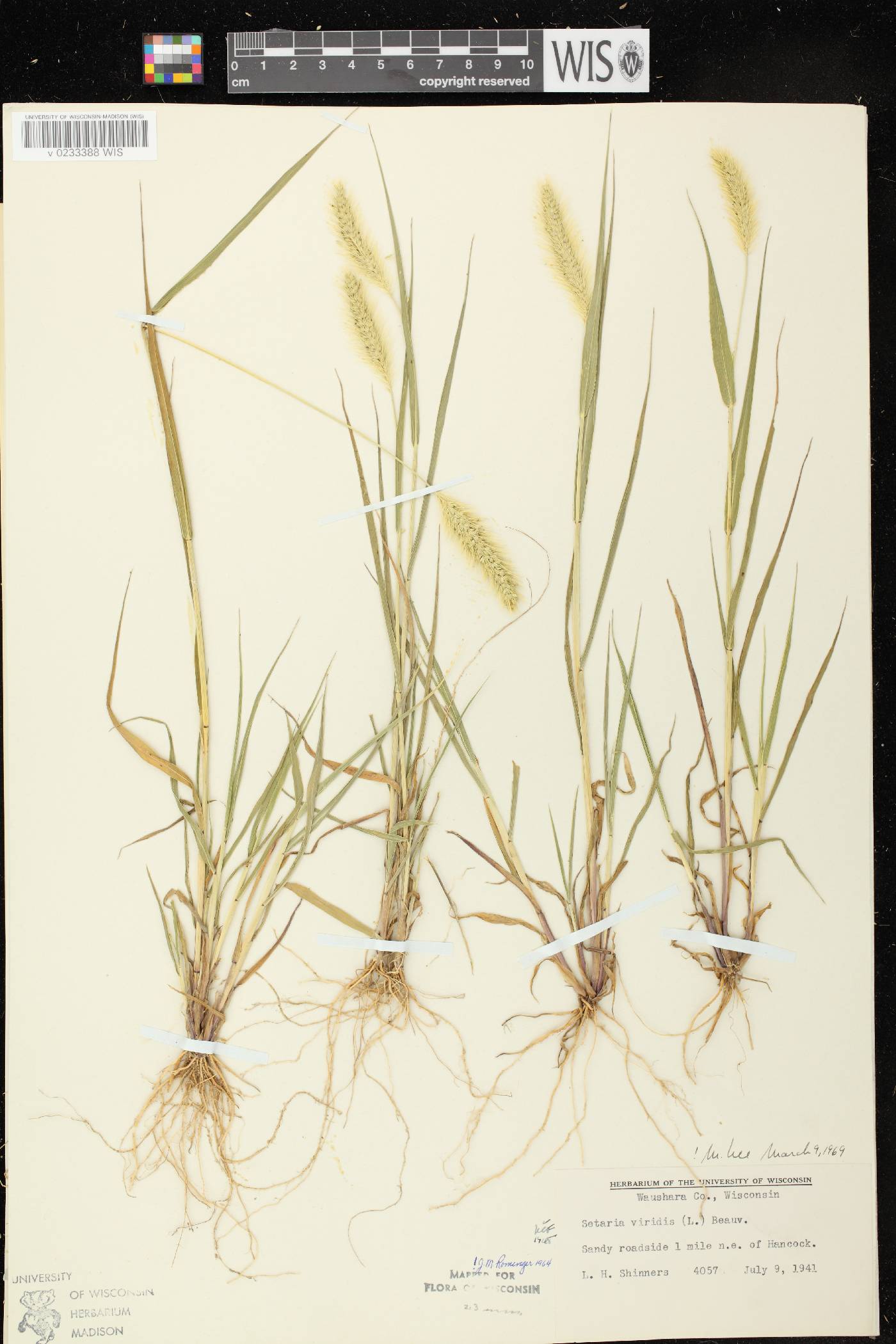 Setaria viridis var. viridis image