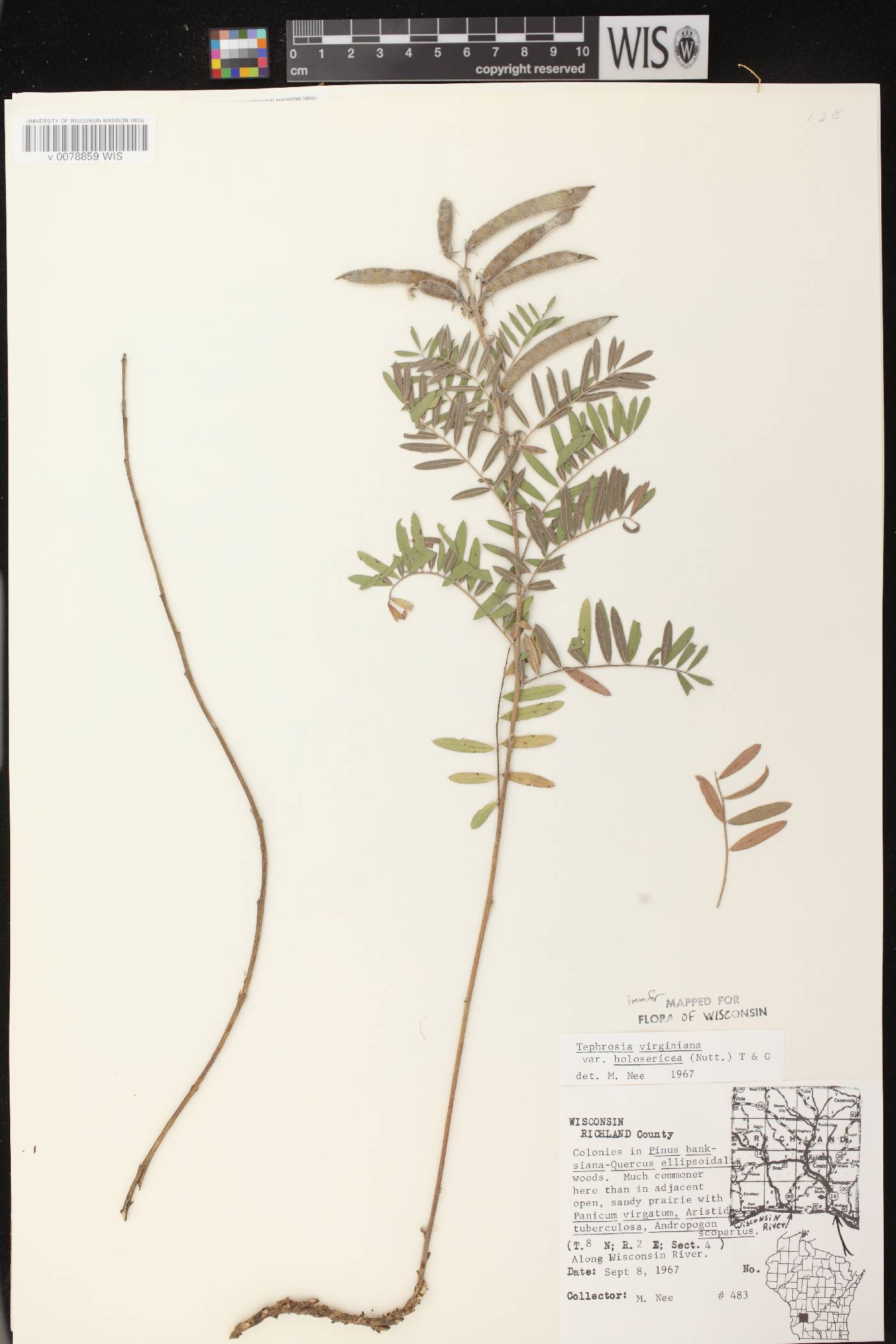 Tephrosia virginiana image