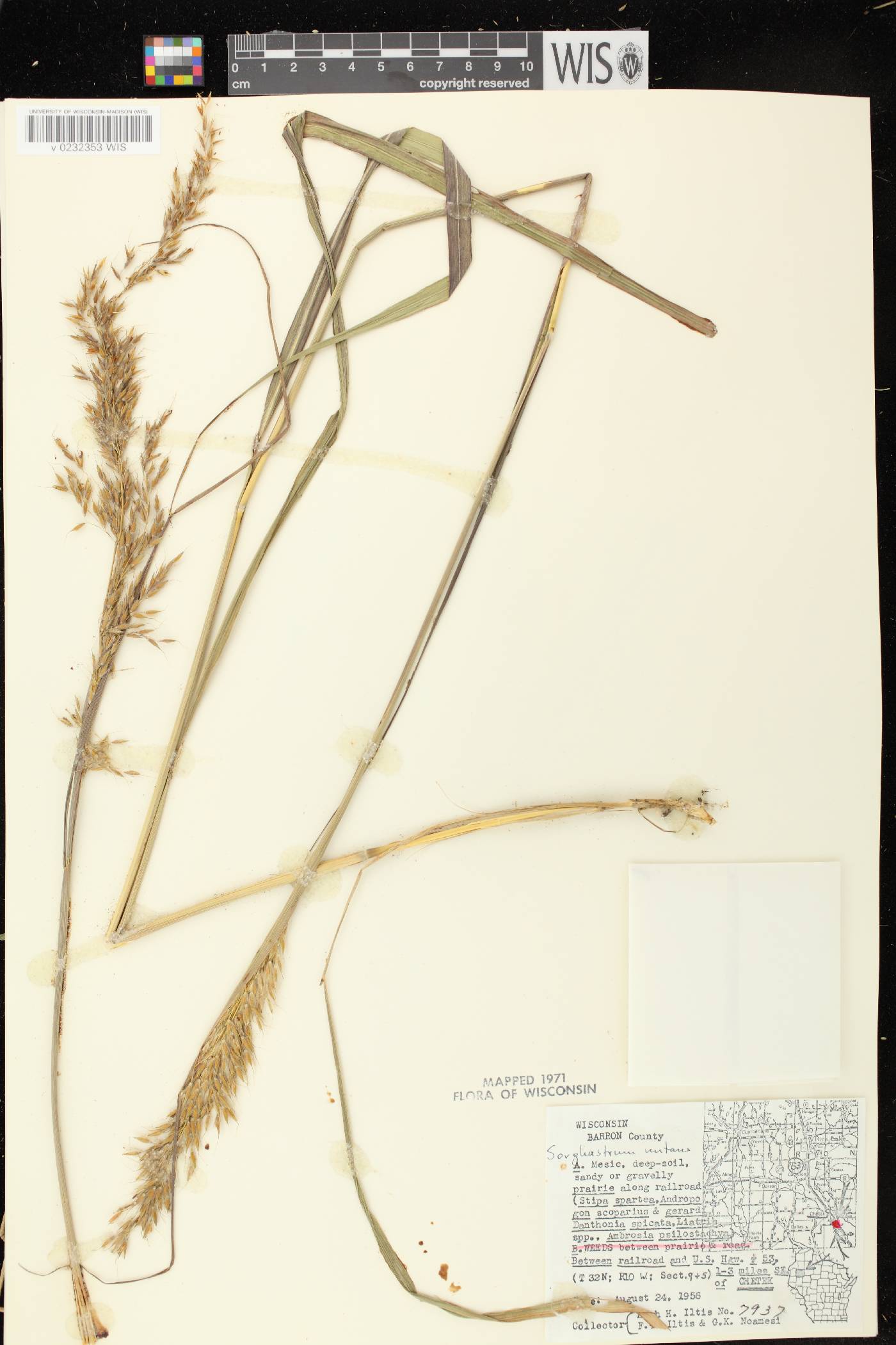Sorghastrum nutans image