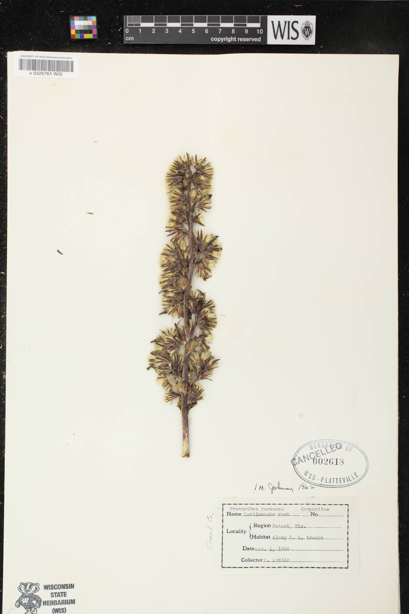 Prenanthes racemosa image