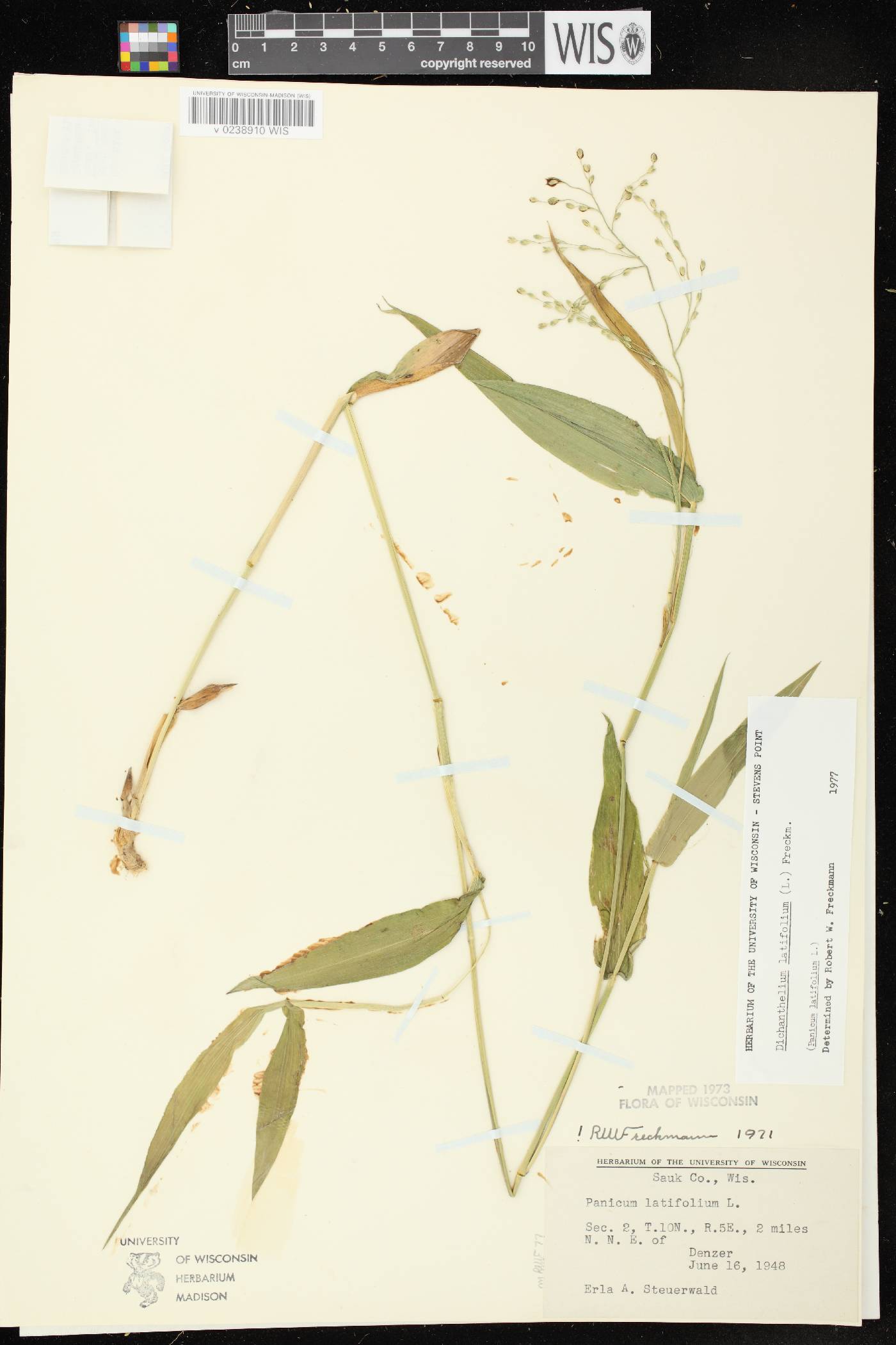 Dichanthelium latifolium image