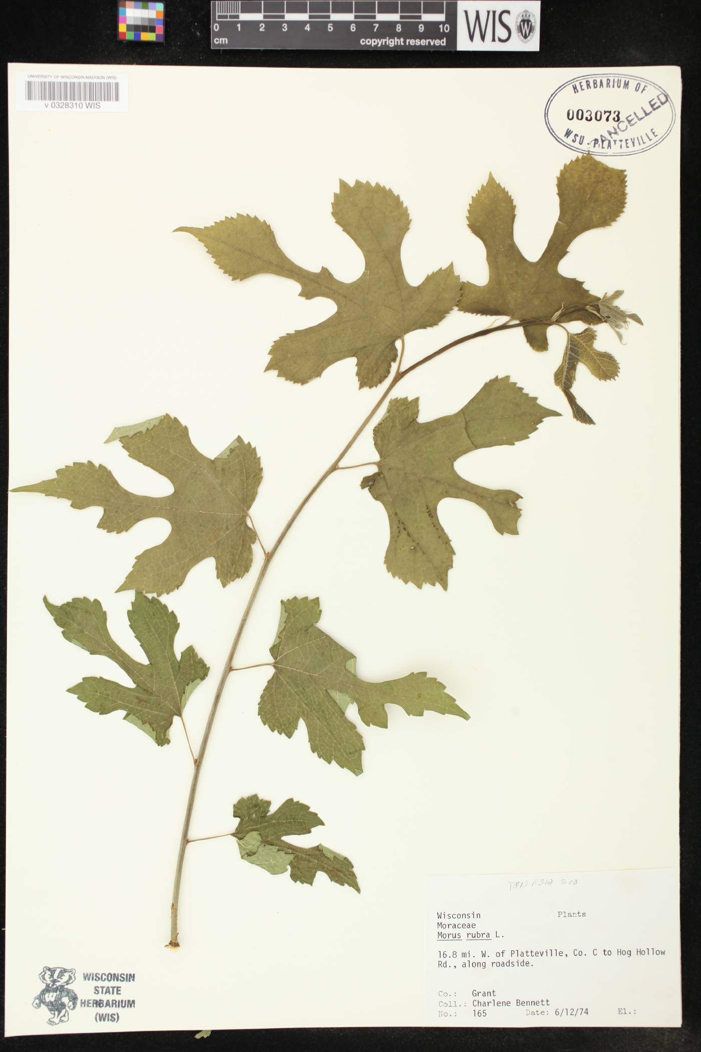 Morus alba image