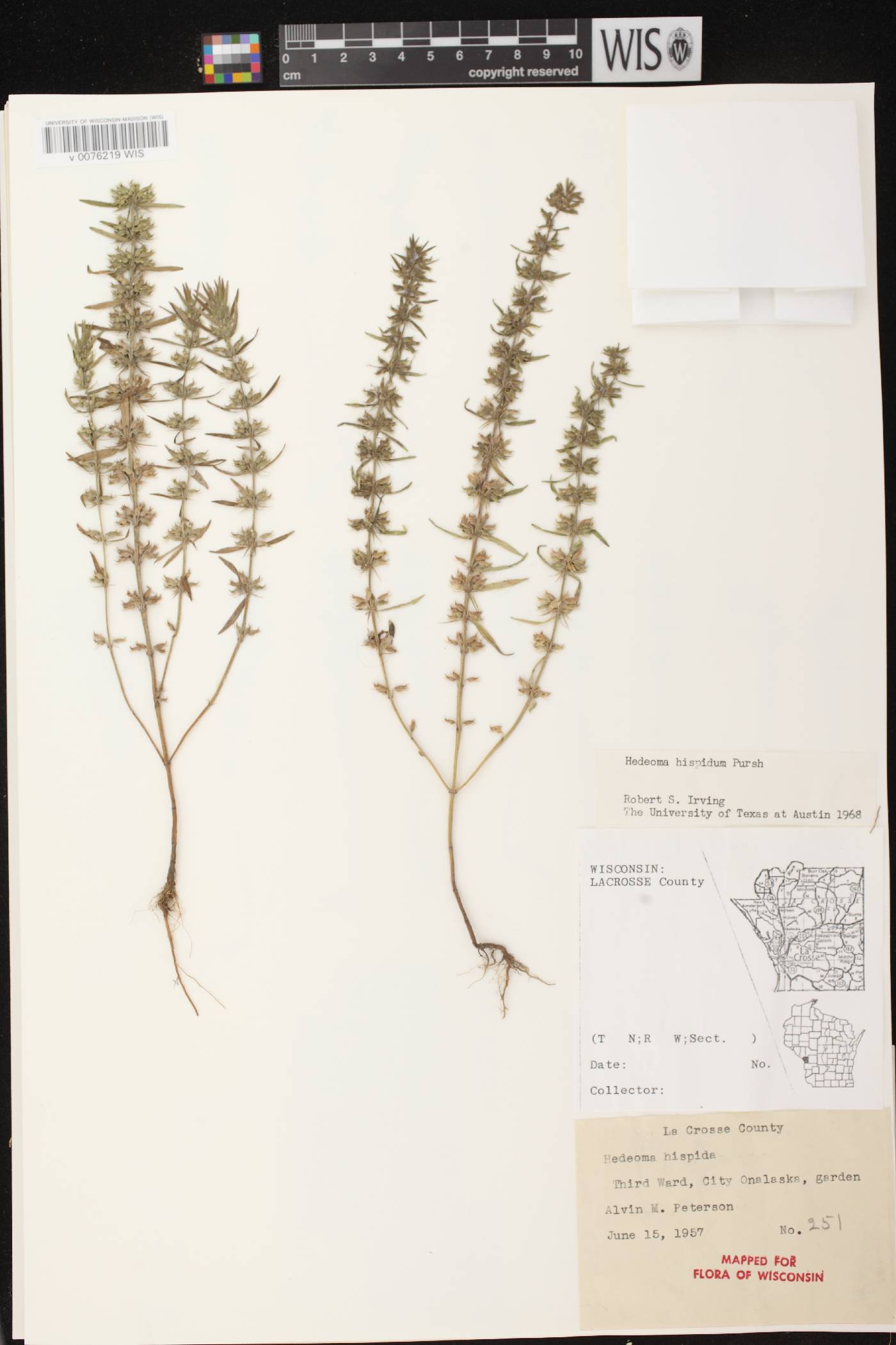 Hedeoma hispida image