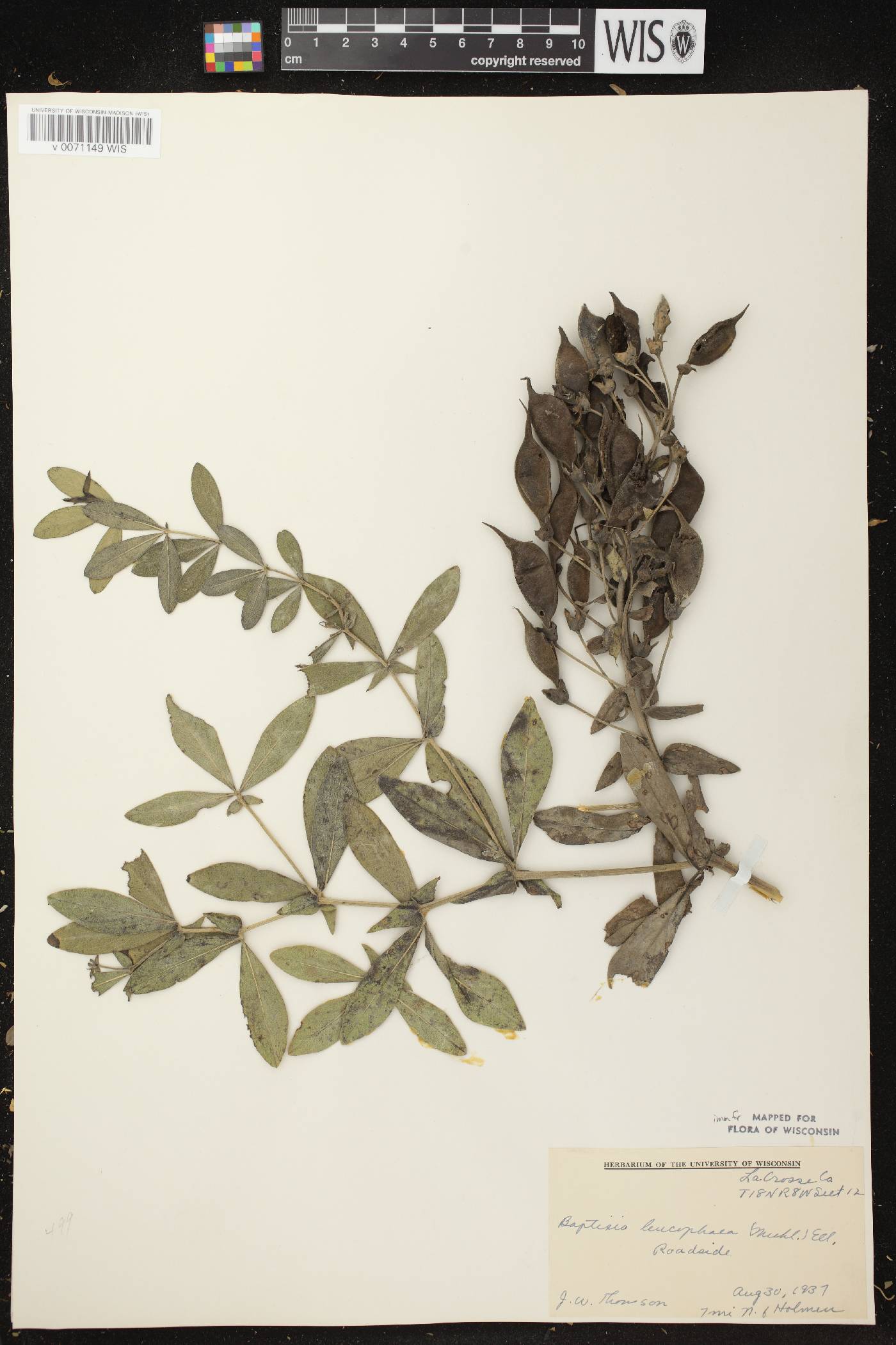 Baptisia leucophaea image
