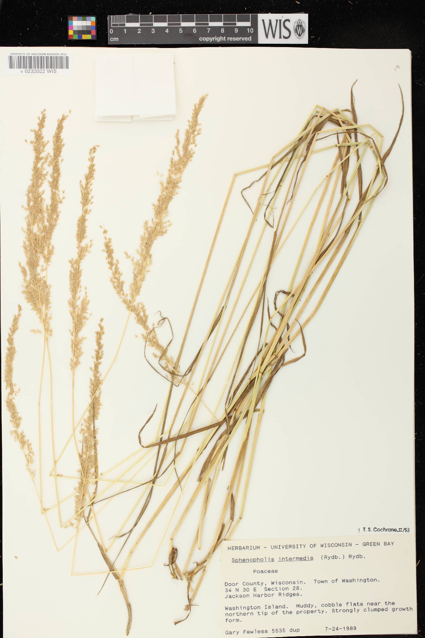 Sphenopholis intermedia image