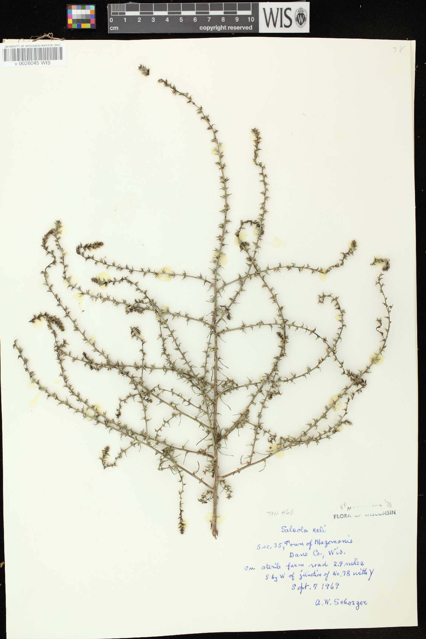 Salsola tragus image