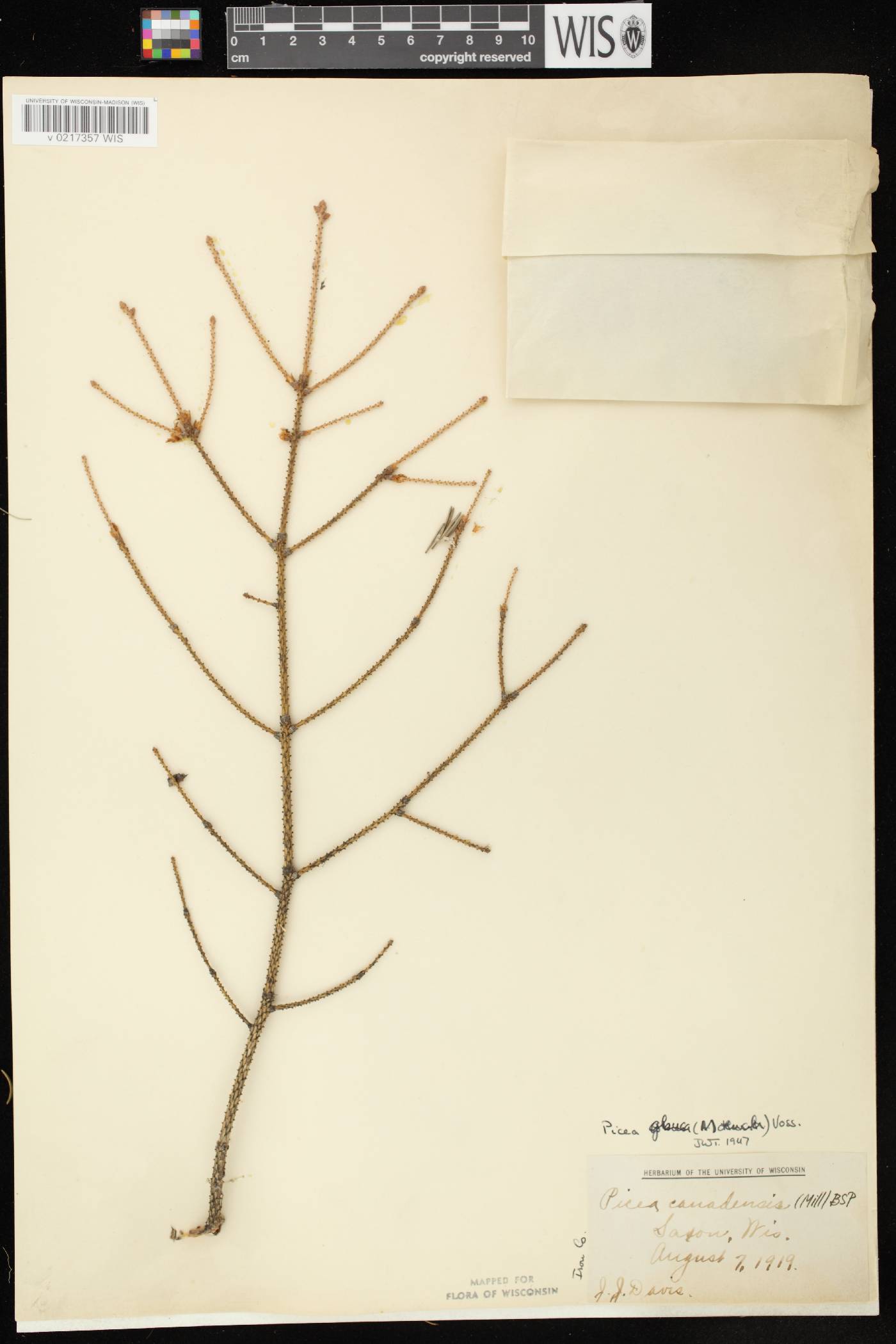 Picea glauca image