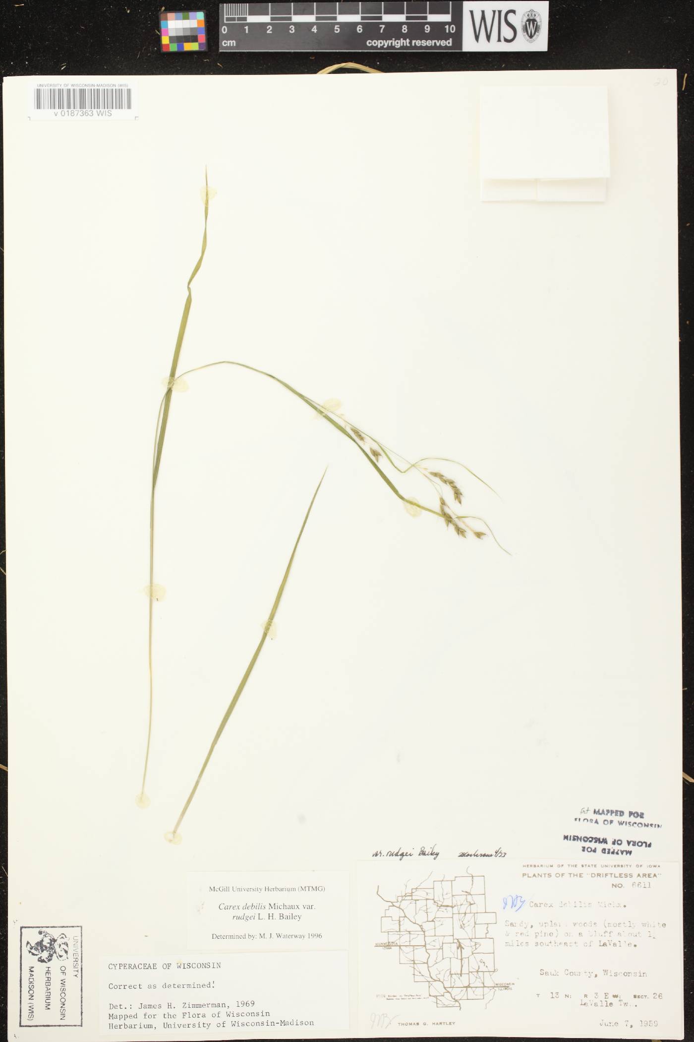 Carex debilis var. rudgei image