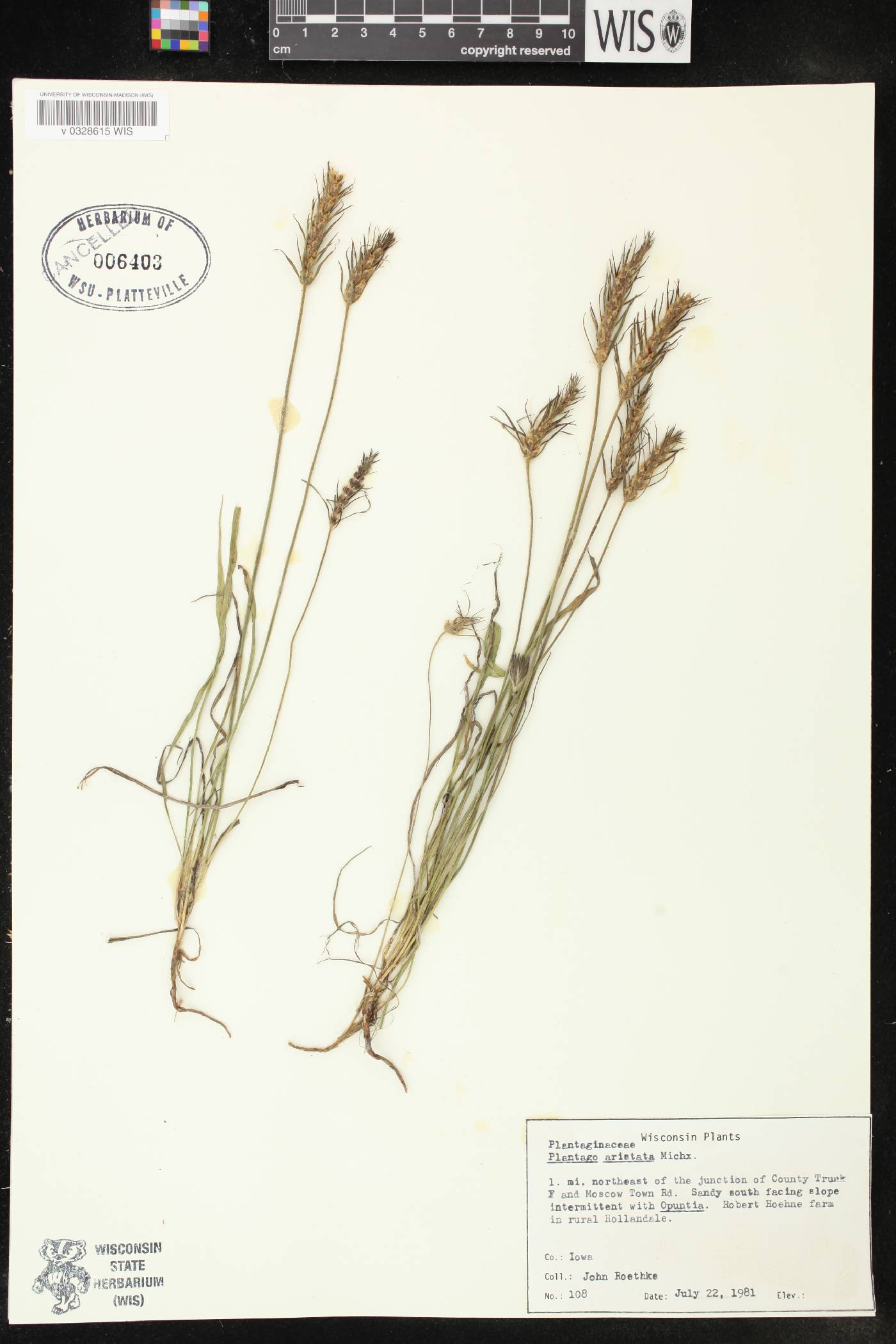 Plantago aristata image