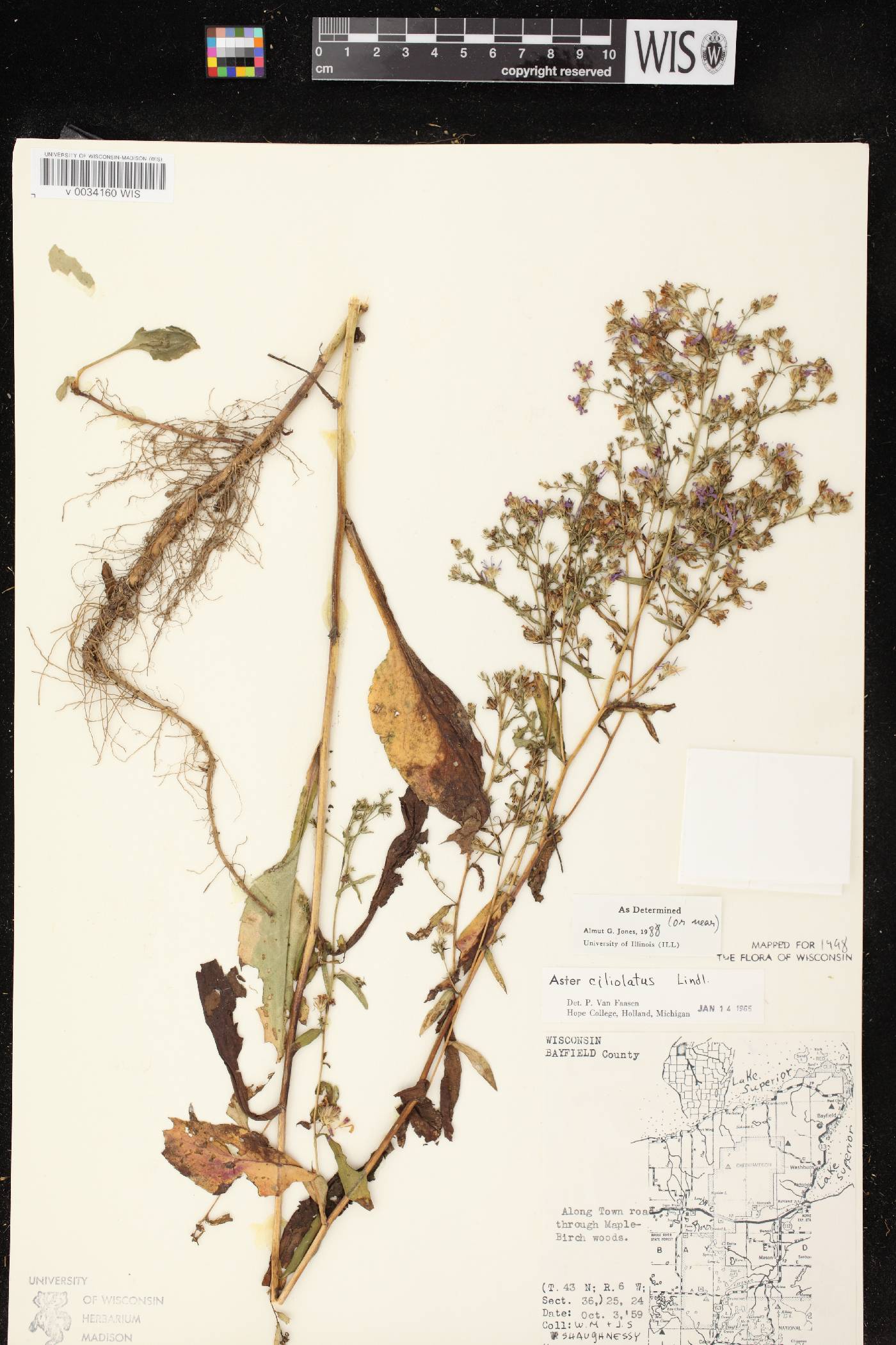 Symphyotrichum ciliolatum image