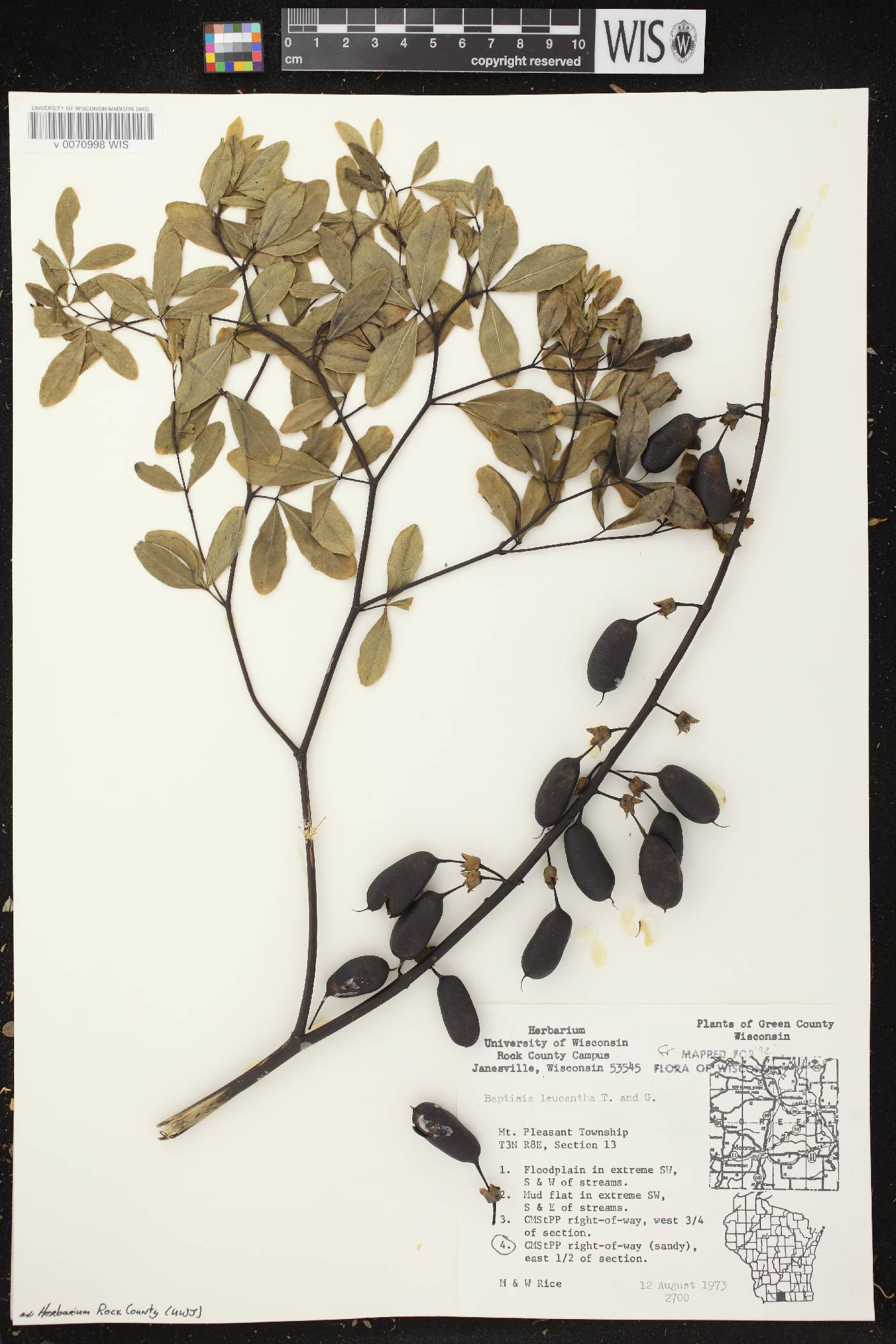 Baptisia lactea image
