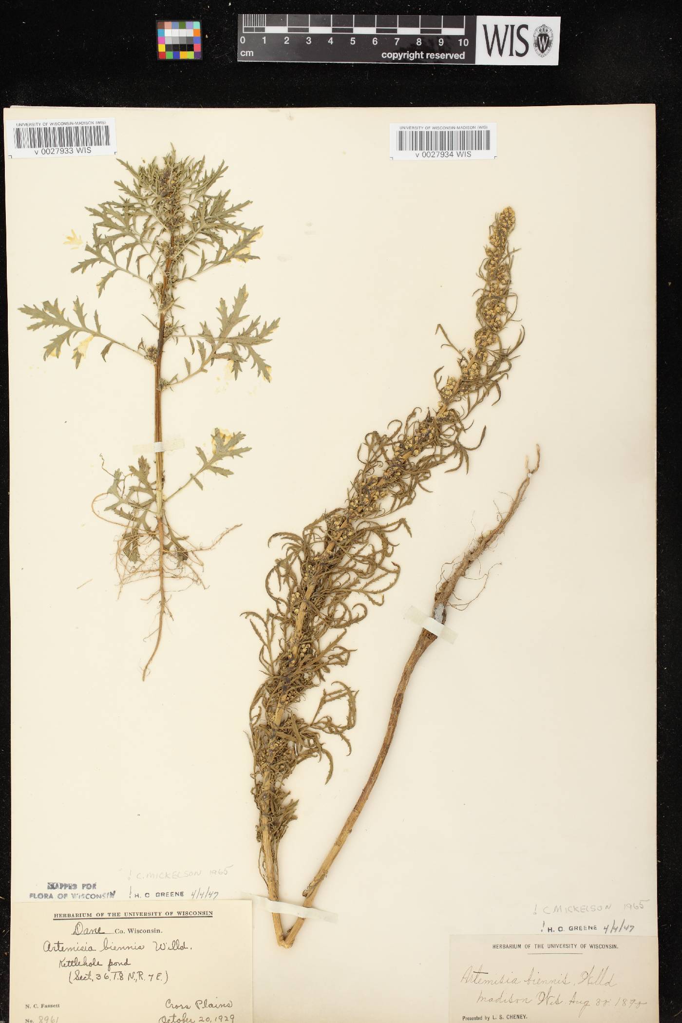 Artemisia biennis image