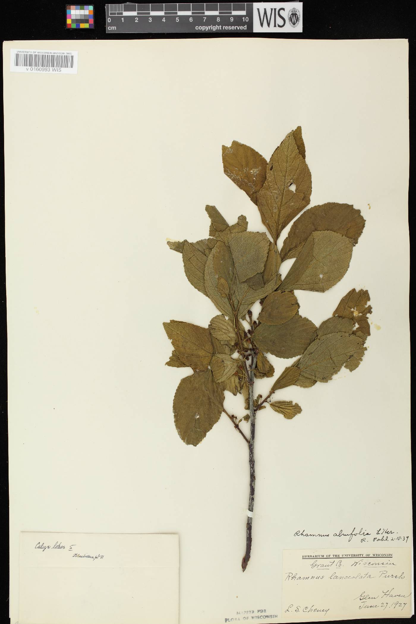 Rhamnus alnifolia image