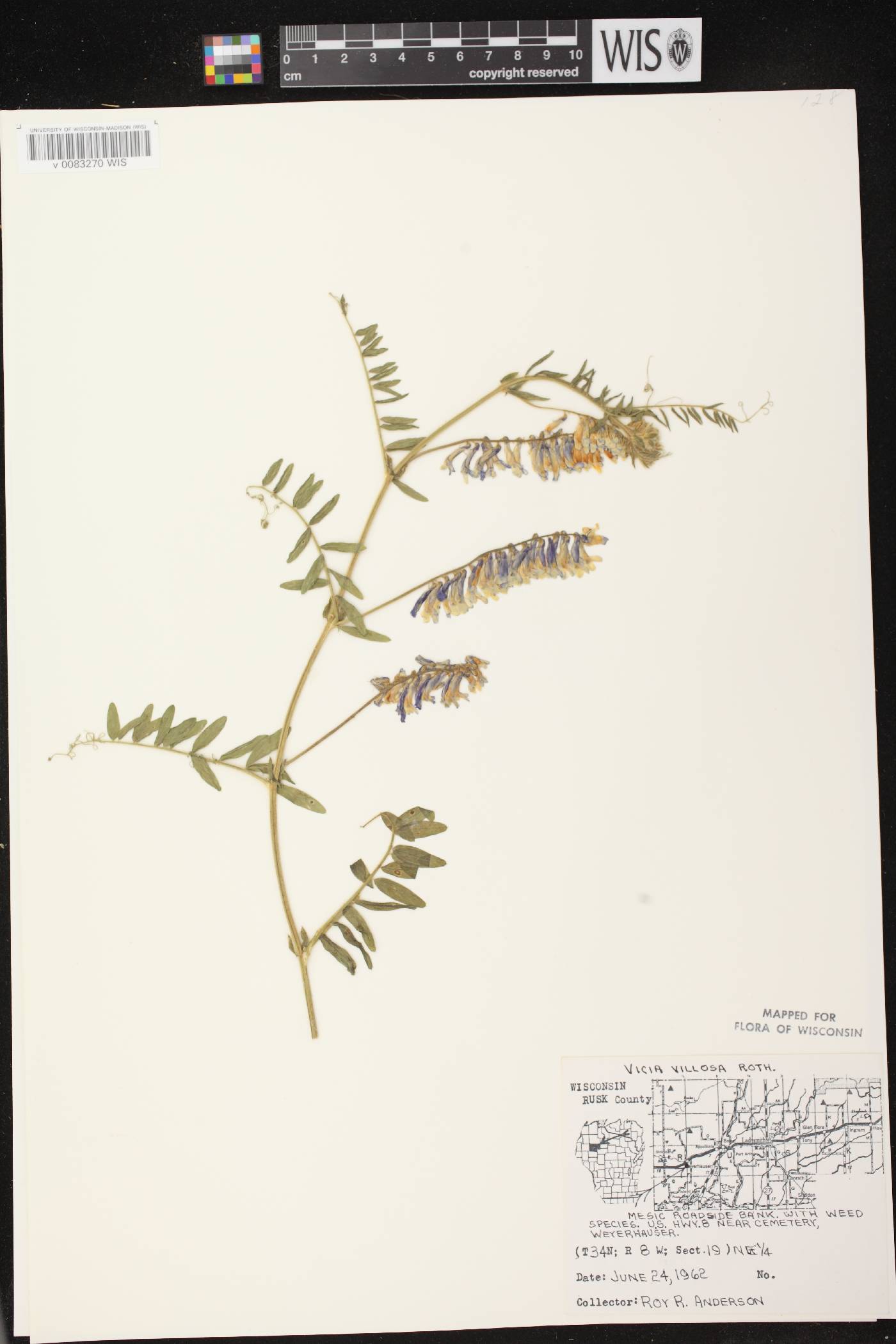 Vicia villosa image